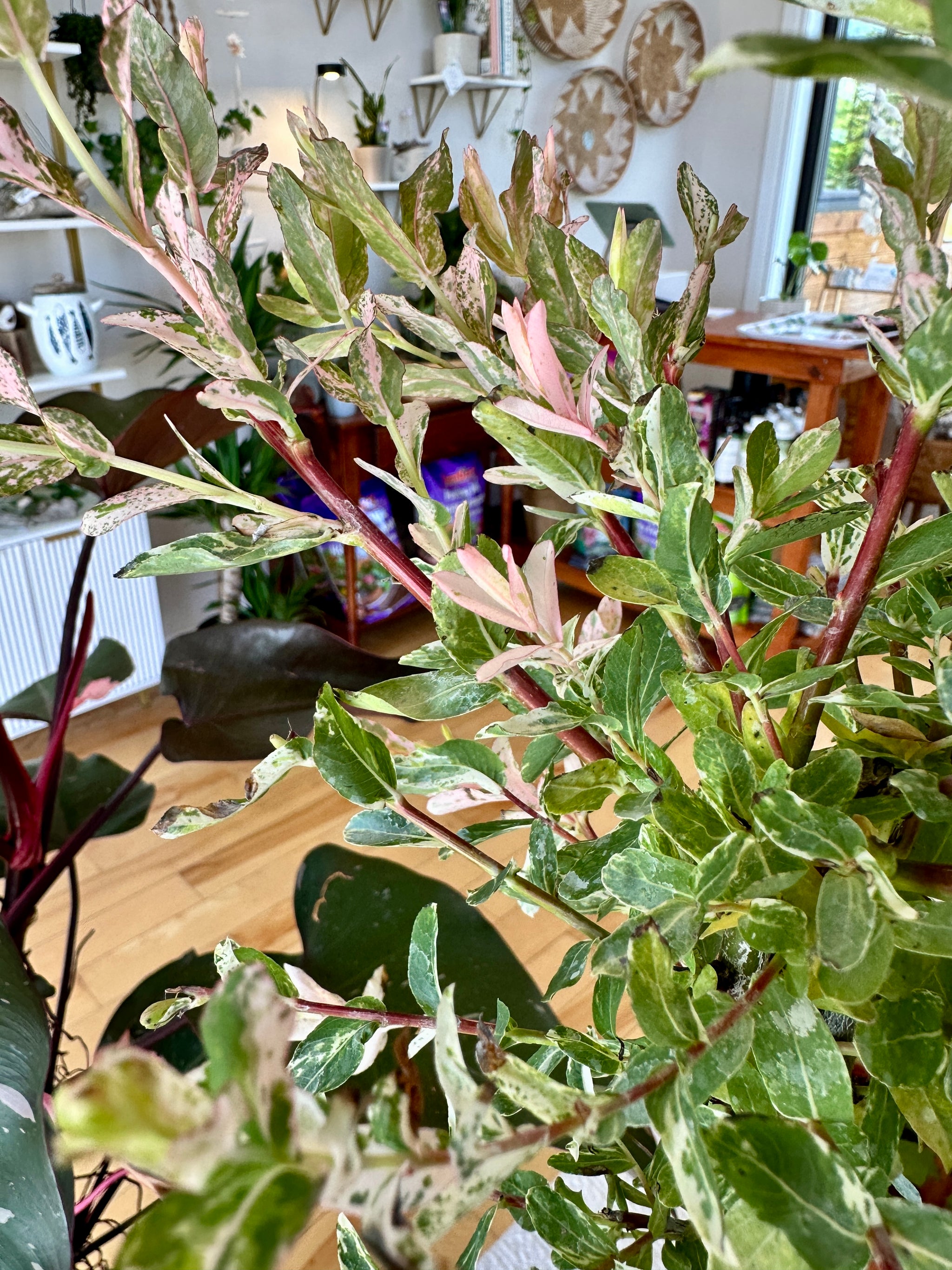Salix integra | 'Hakuro Nishiki' *Perennial*