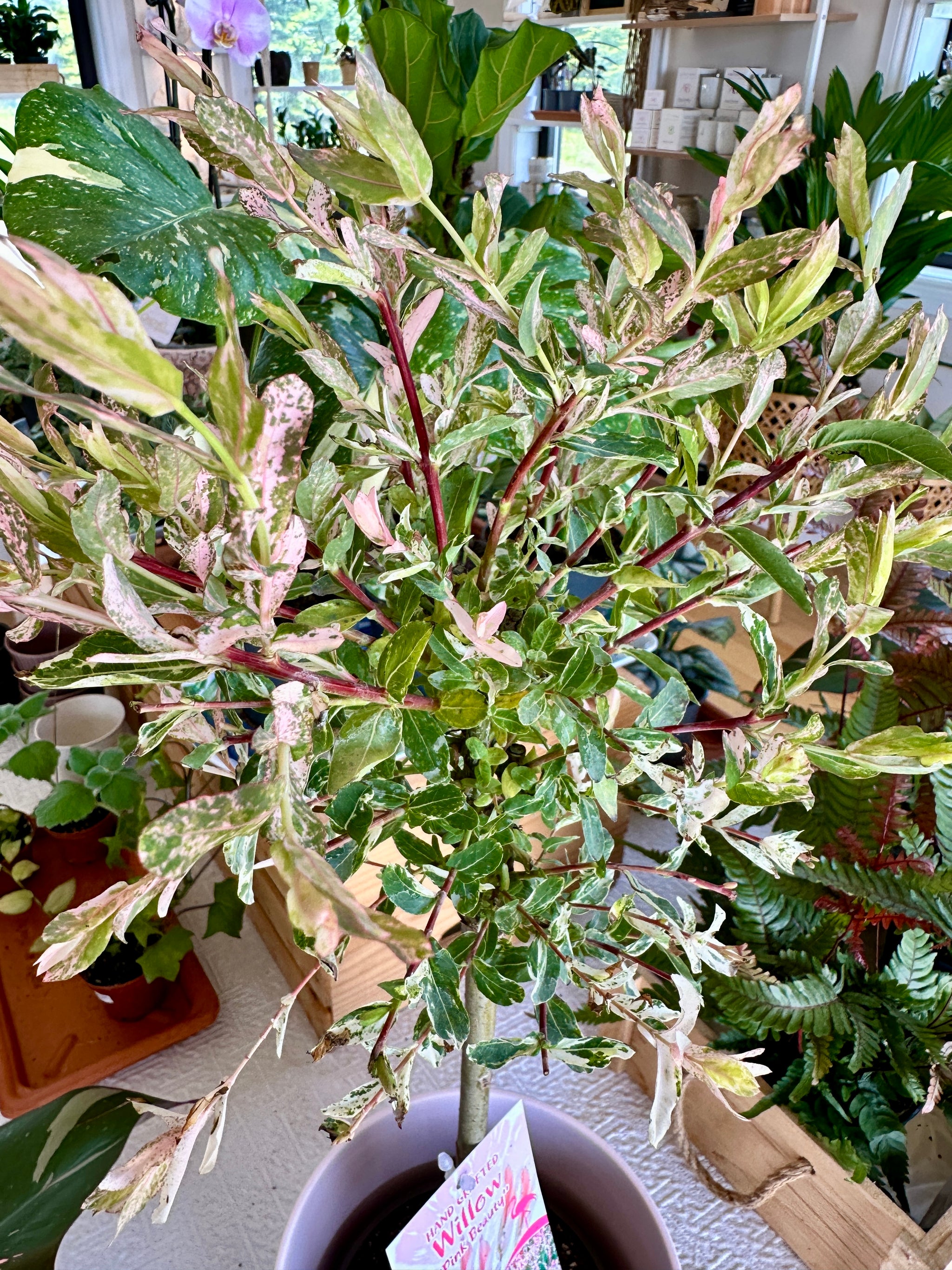 Salix integra | 'Hakuro Nishiki' *Perennial*