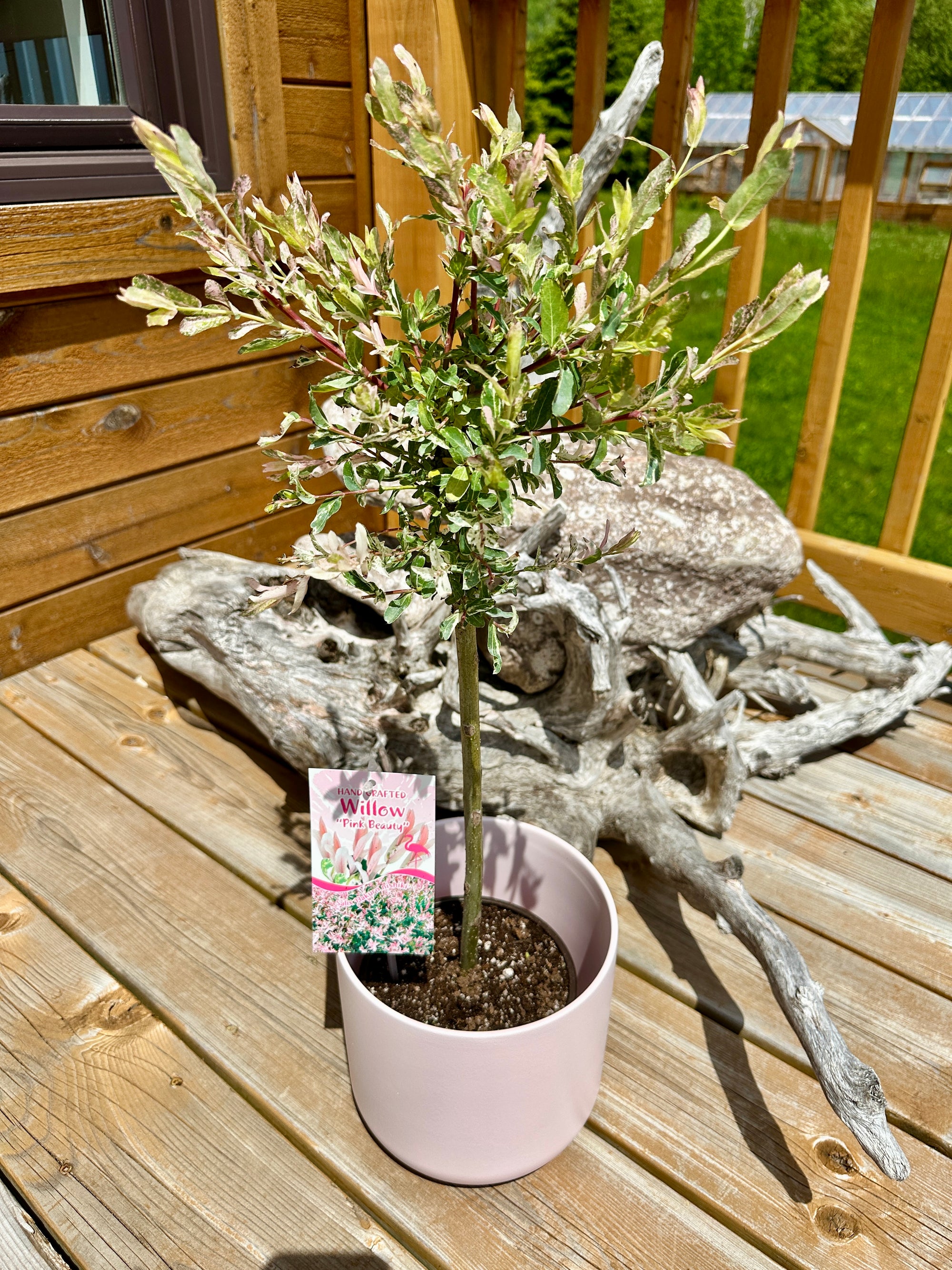 Salix integra | 'Hakuro Nishiki' *Perennial*