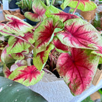 caladium lemon blush