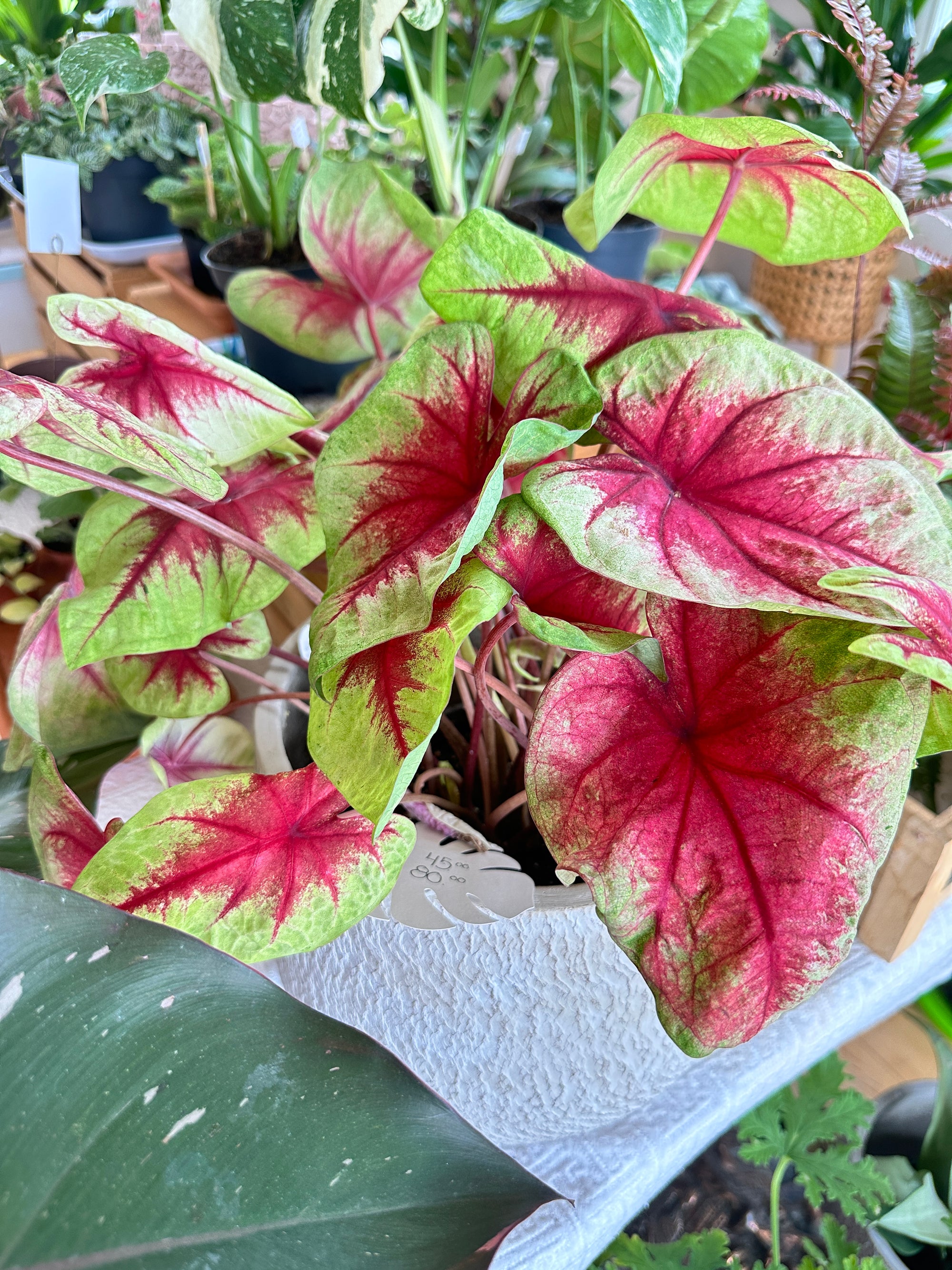 caladium lemon blush