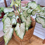 caladium white wonder