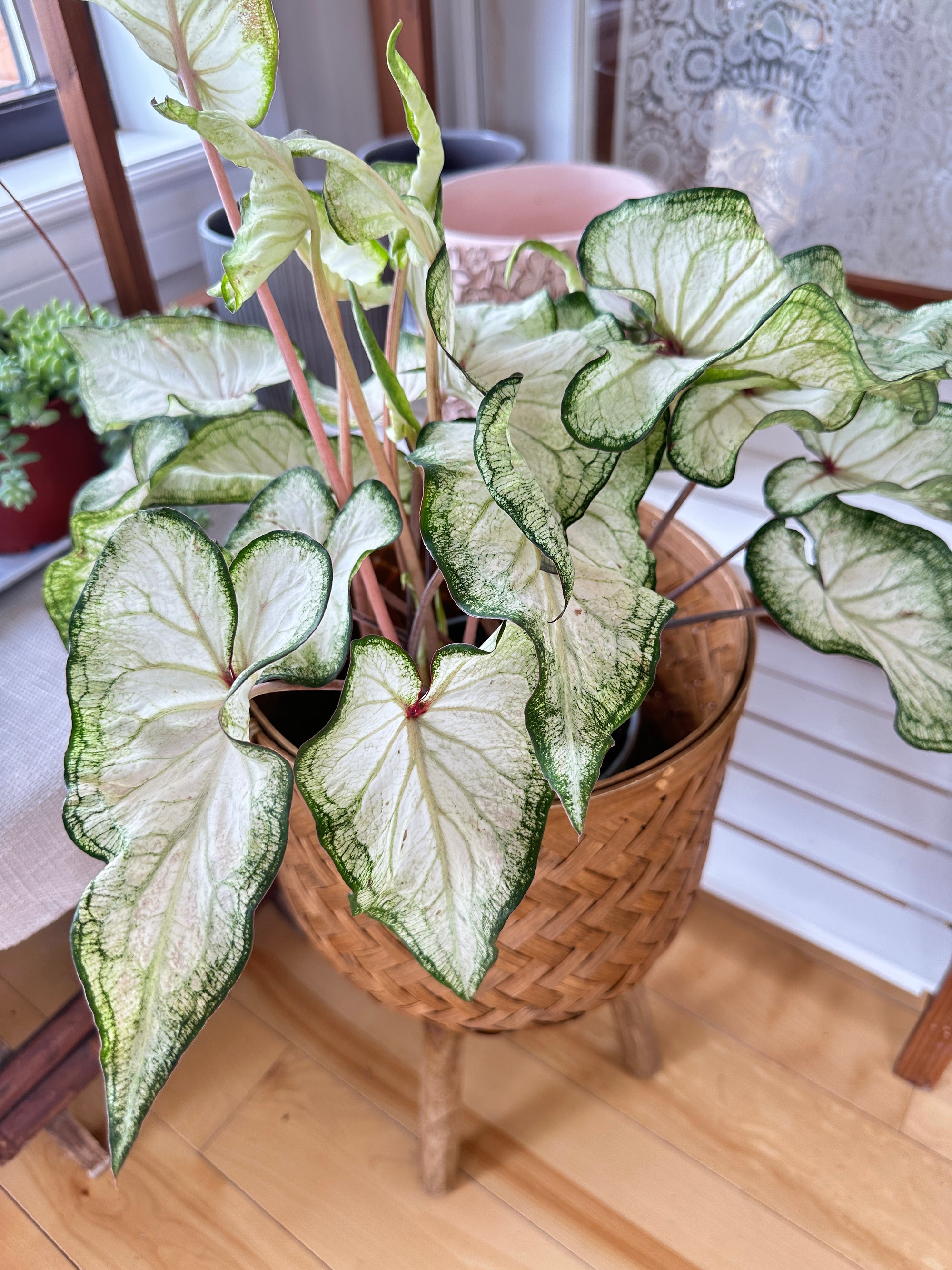 caladium white wonder