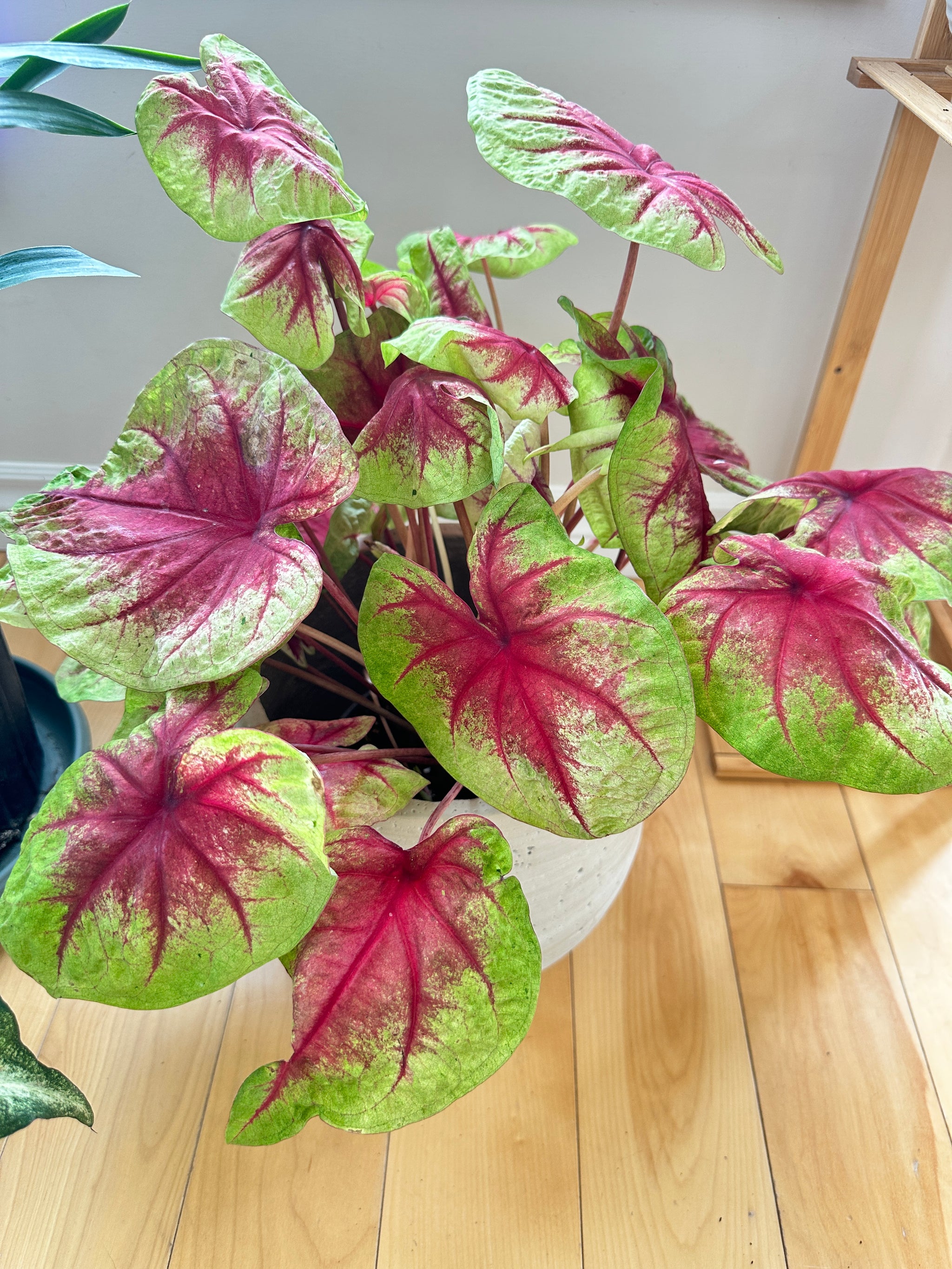 caladium lemon blush