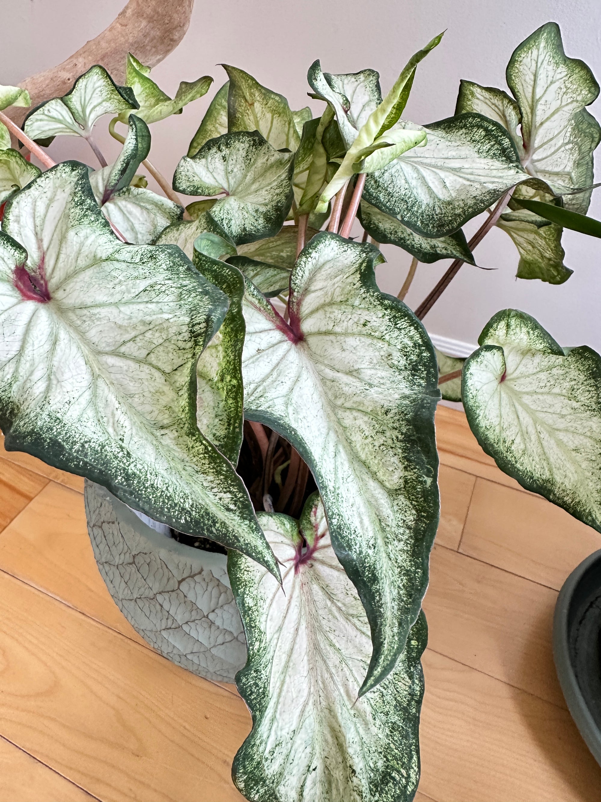 caladium white wonder