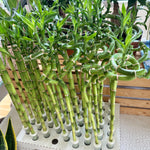 Dracaena sanderiana | "Lucky Bamboo"