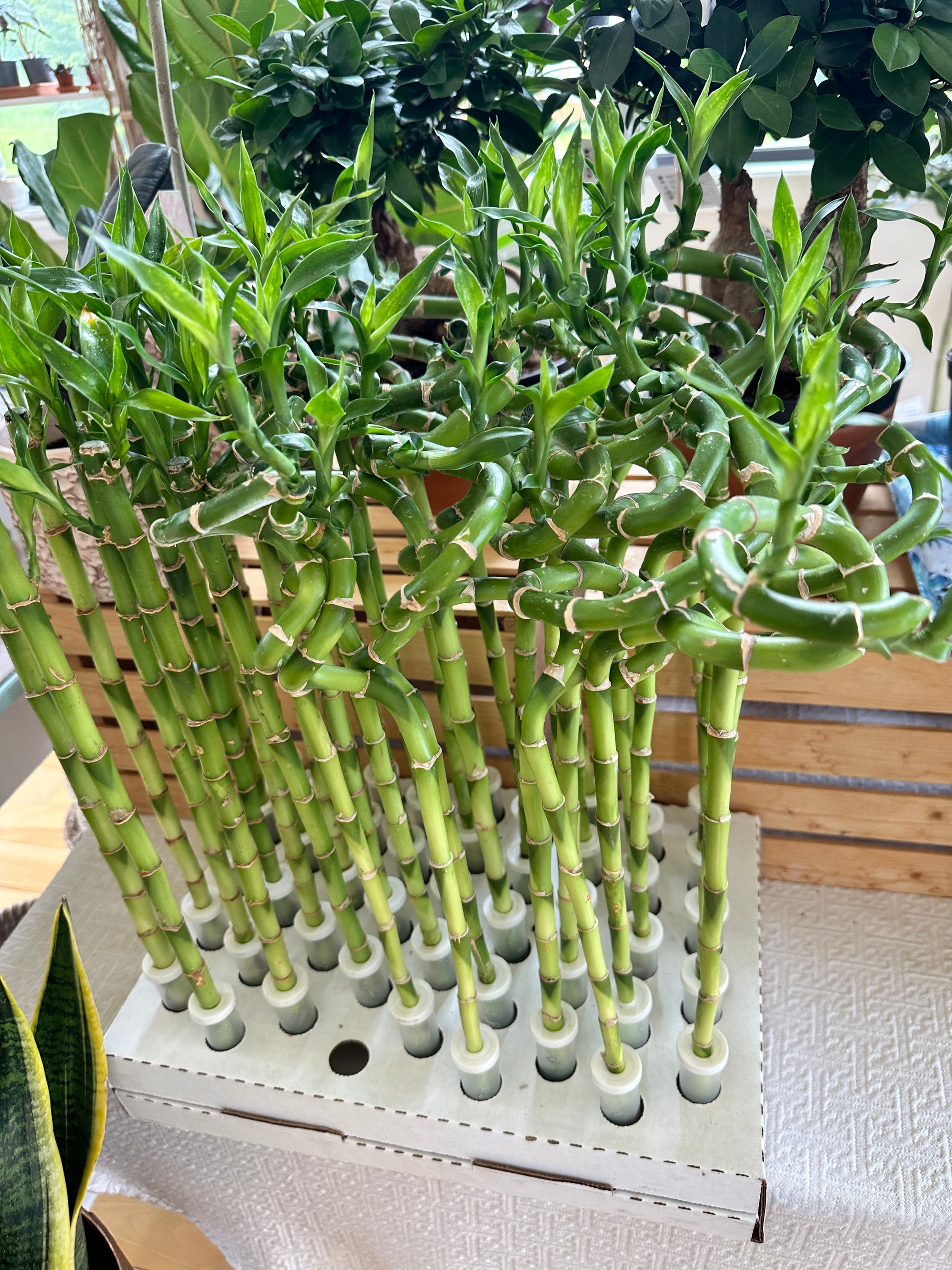 Dracaena sanderiana | "Lucky Bamboo"