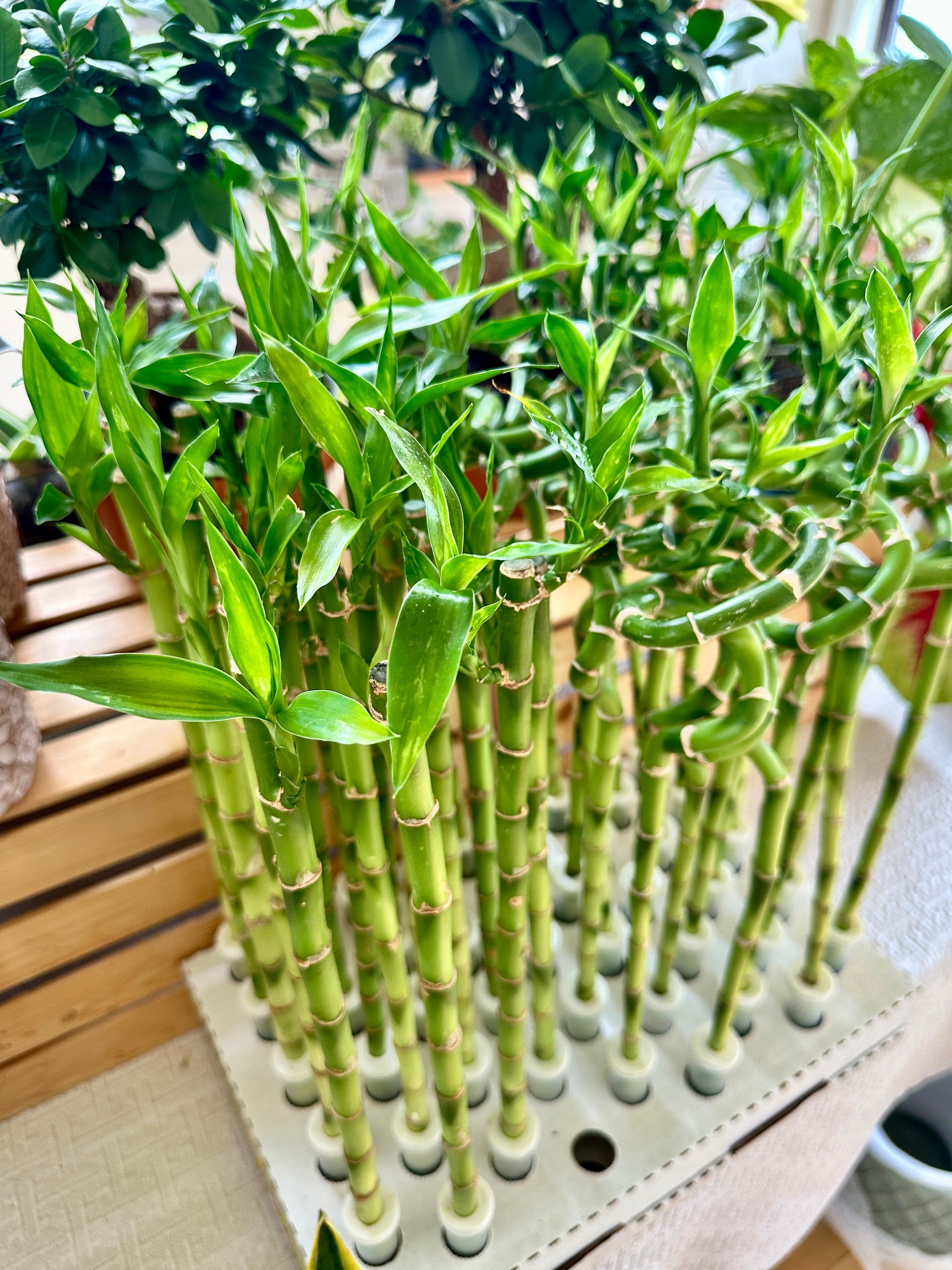 Dracaena sanderiana | "Lucky Bamboo"