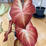 caladium 'crème brûlée'