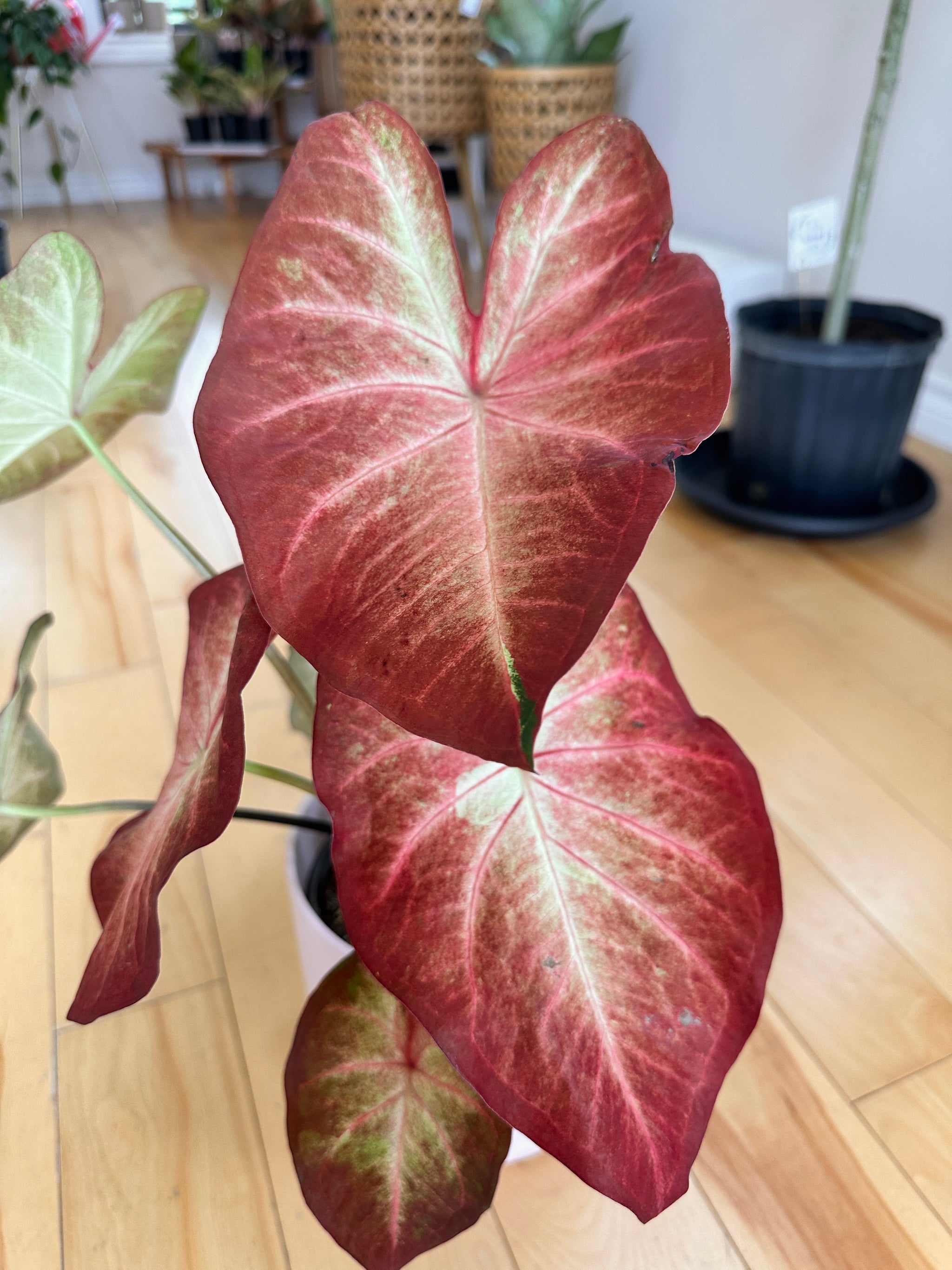 caladium 'crème brûlée'