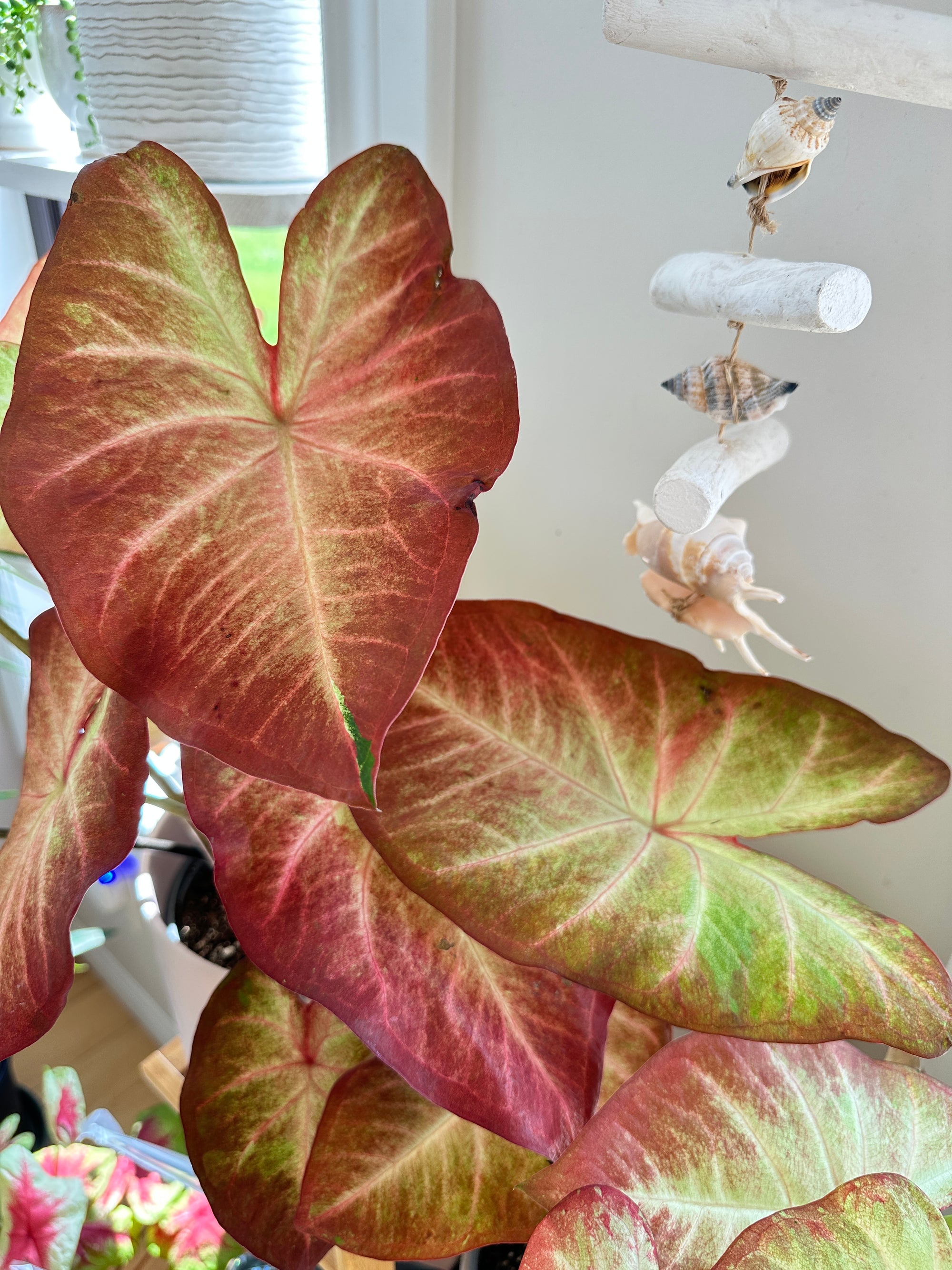 caladium 'crème brûlée'