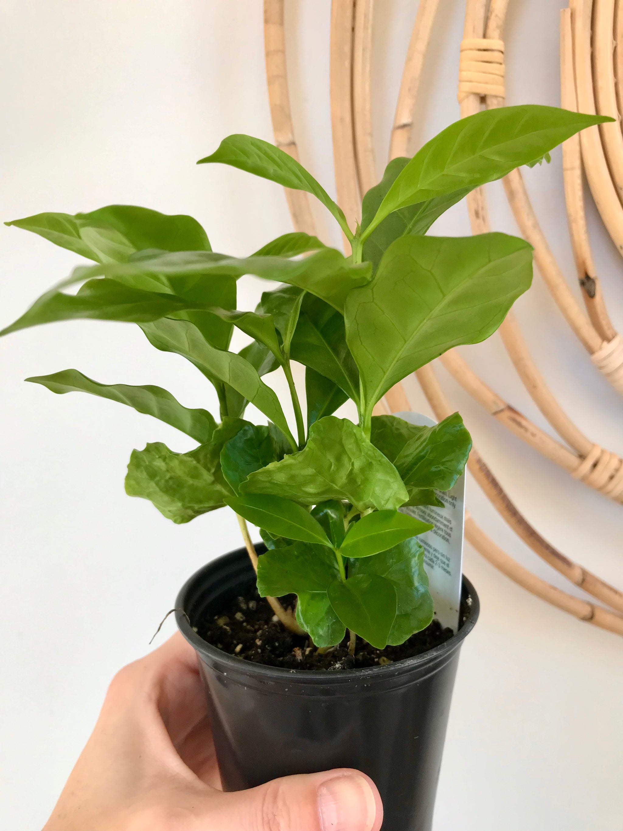 Caféier Arabica 'Plant de café' 4"