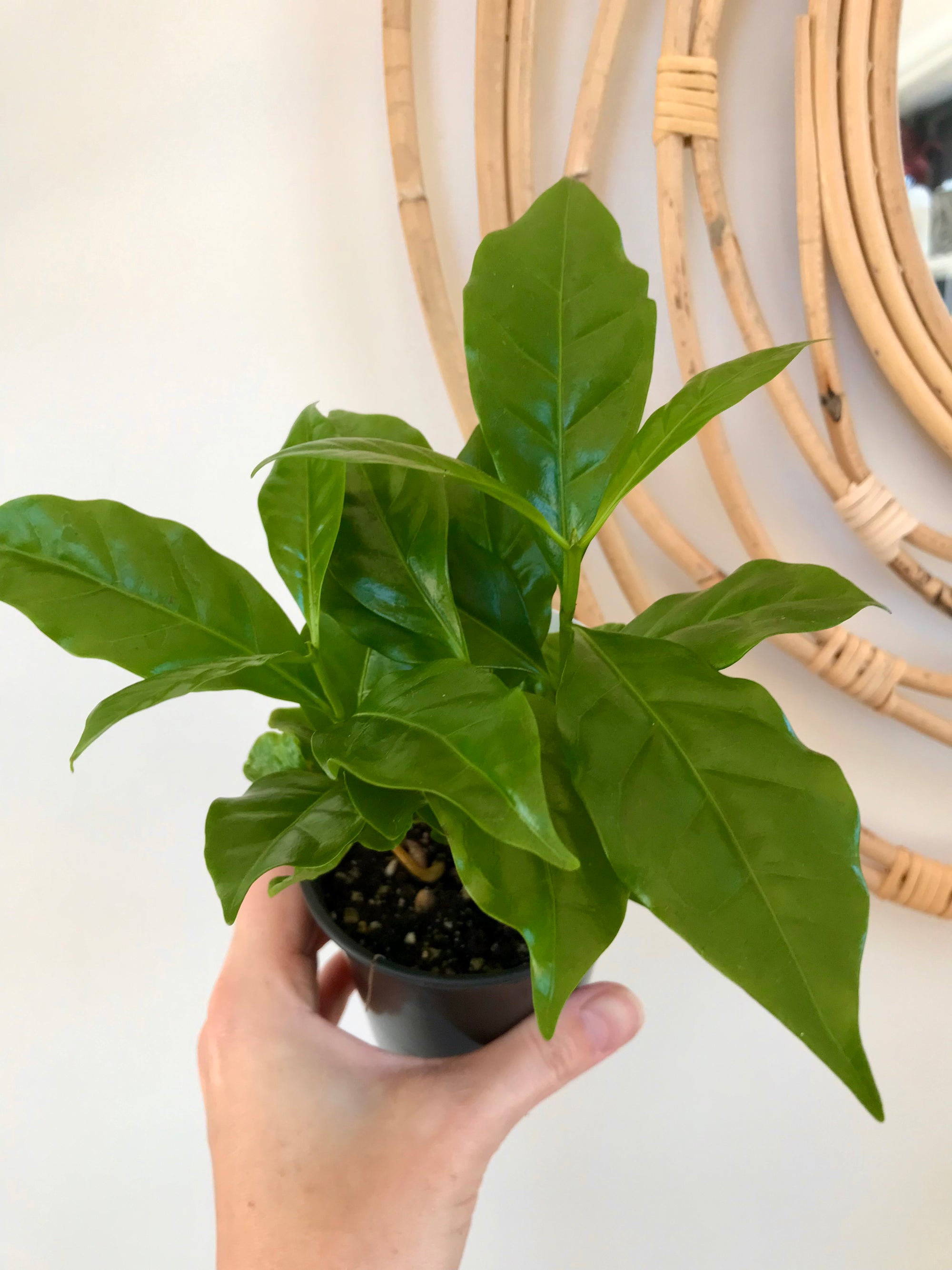 Caféier Arabica 'Plant de café' 4"