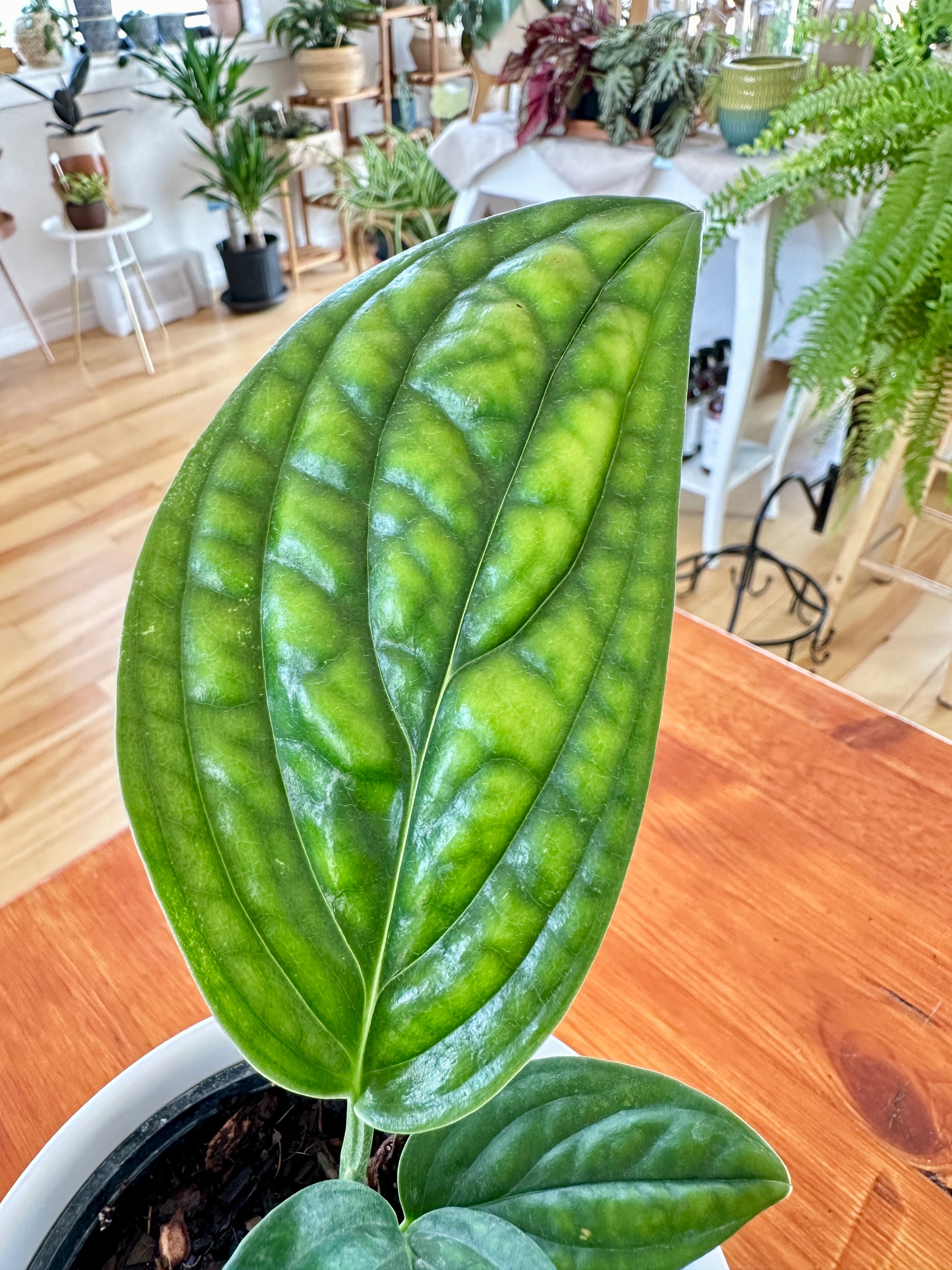 Monstera Peru 4"