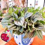 Peperomia Caperata 'Frost'