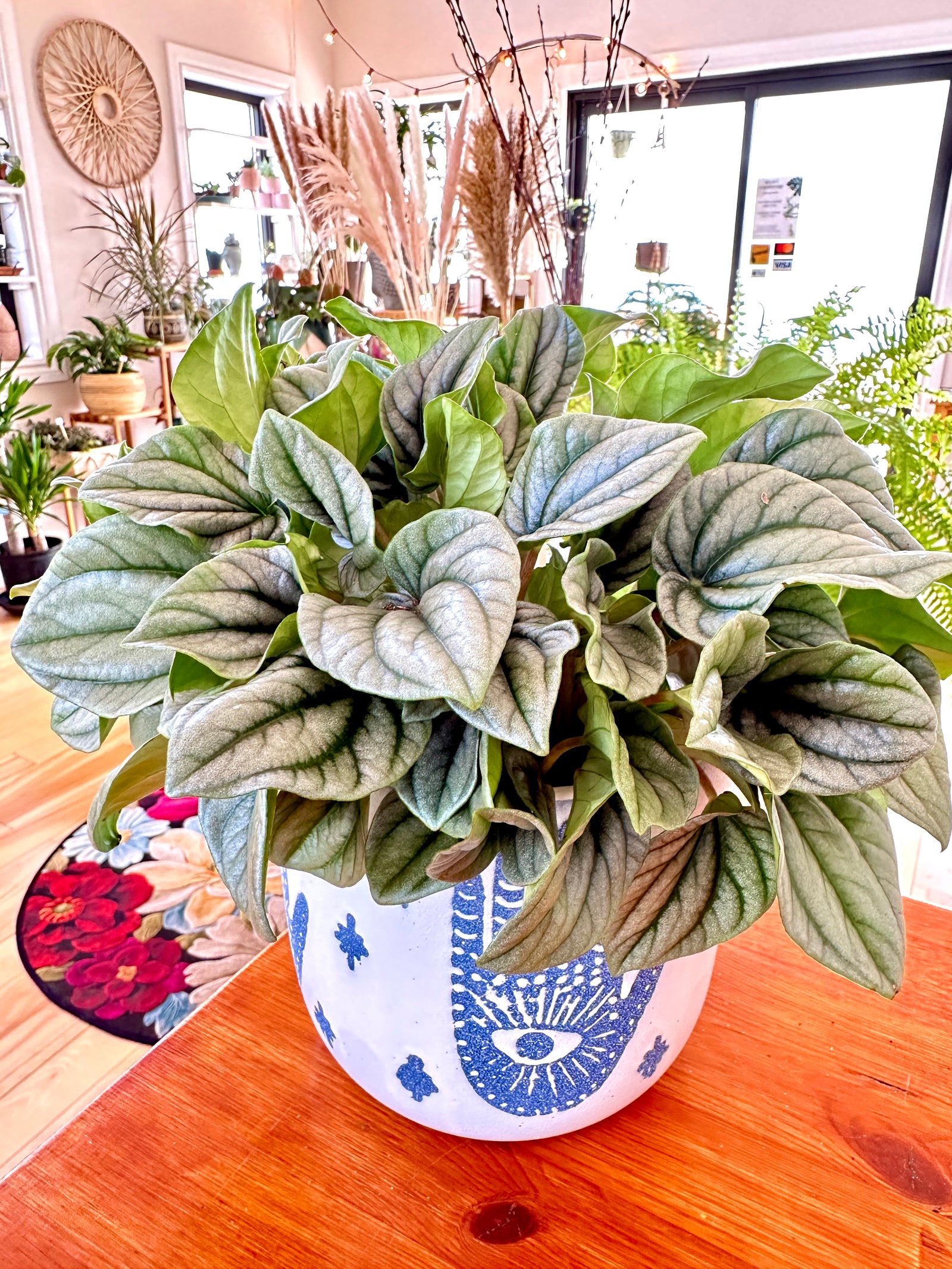 Peperomia Caperata 'Frost'