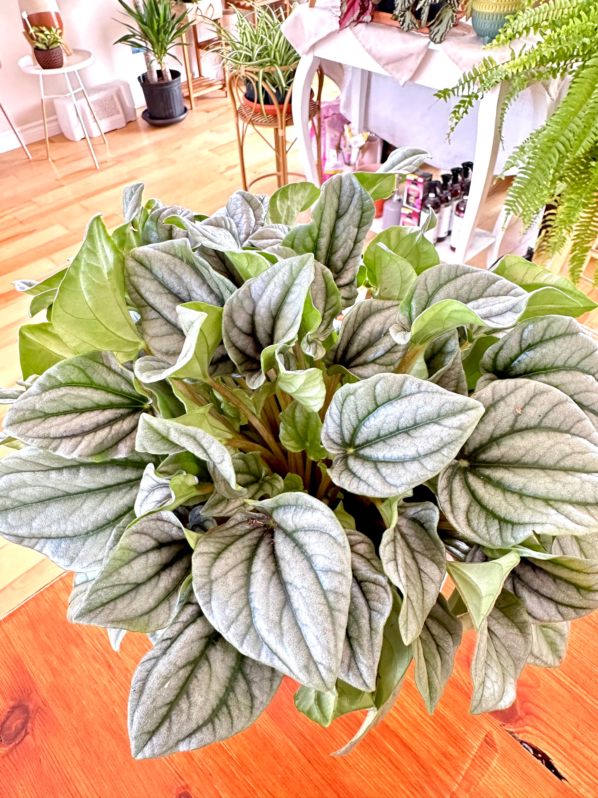 Peperomia Caperata 'Frost'