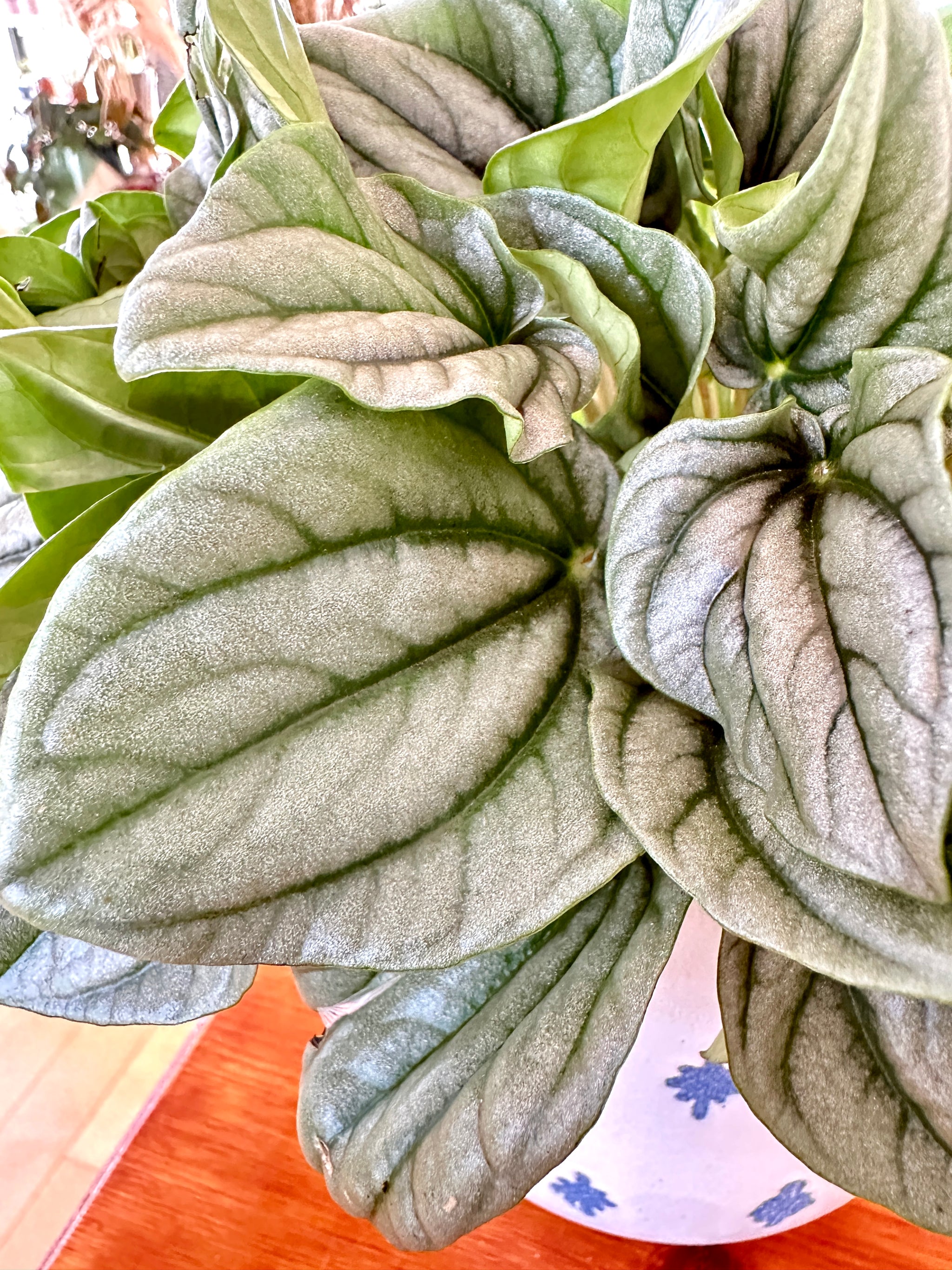 Peperomia Caperata 'Frost'