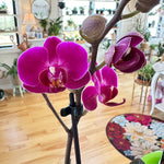Phalaenopsis Piccola 'Orchid' 3"