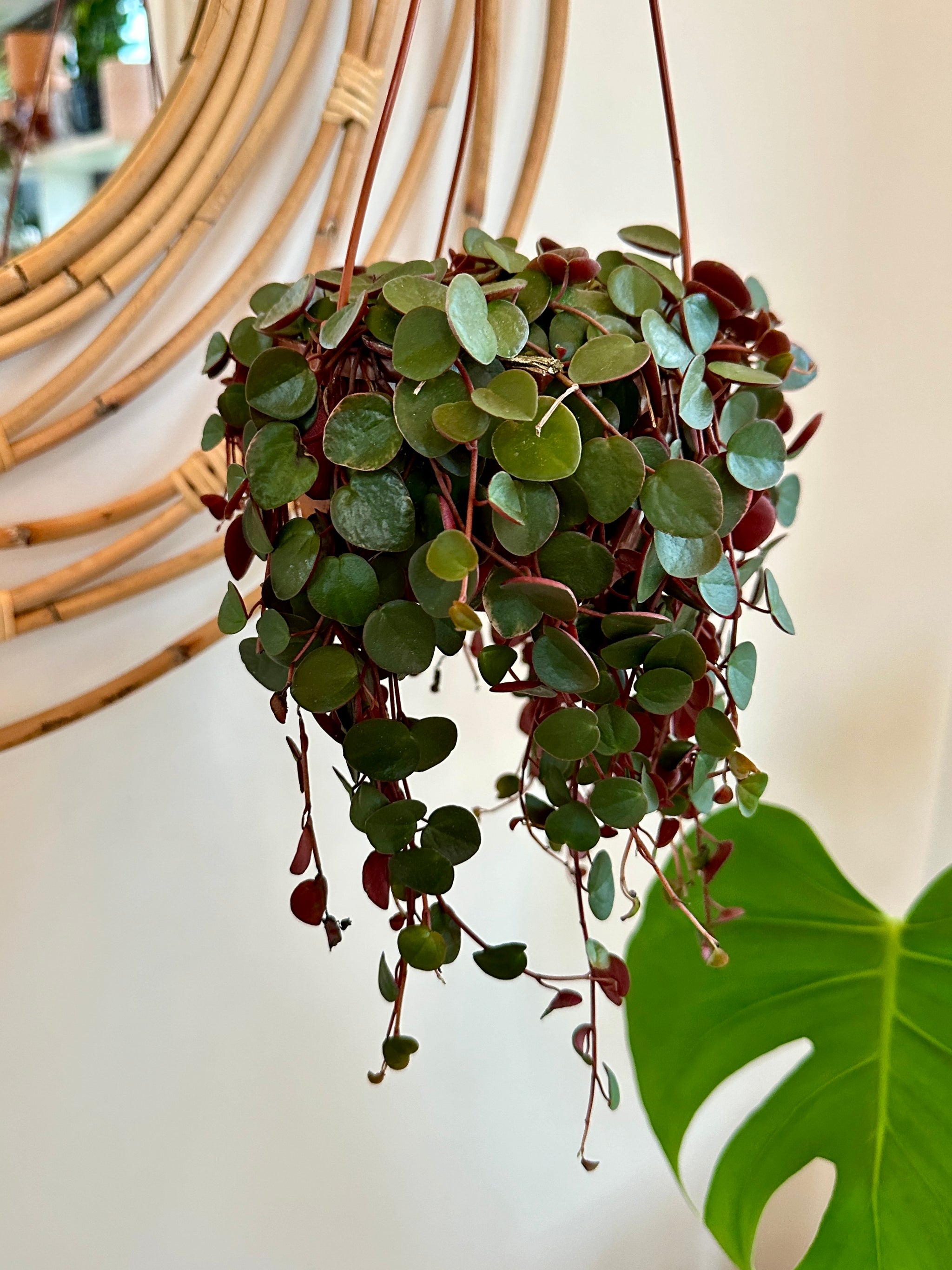 Peperomia 'Ruby Cascade'