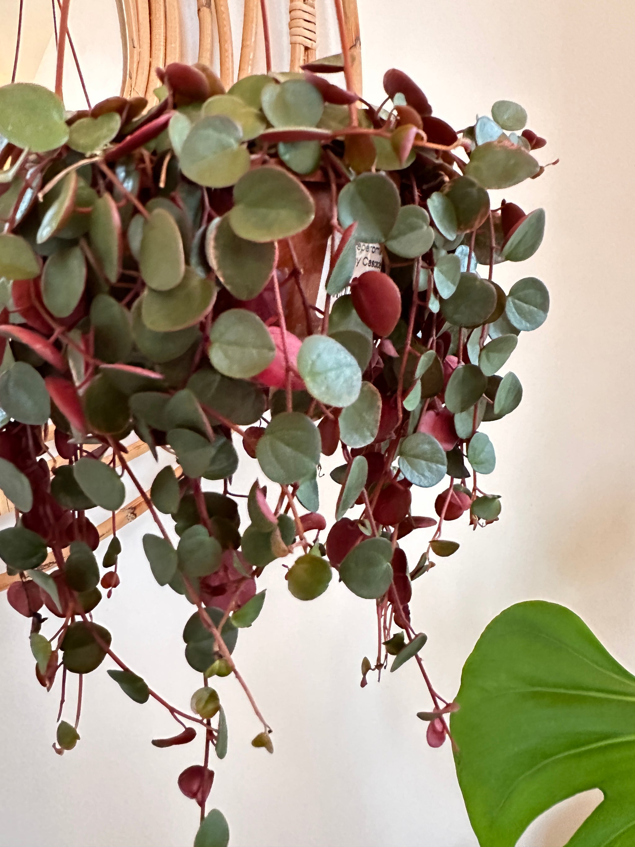 Peperomia 'Ruby Cascade'