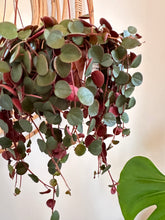 Charger l&#39;image dans la galerie, Peperomia &#39;Ruby Cascade&#39;
