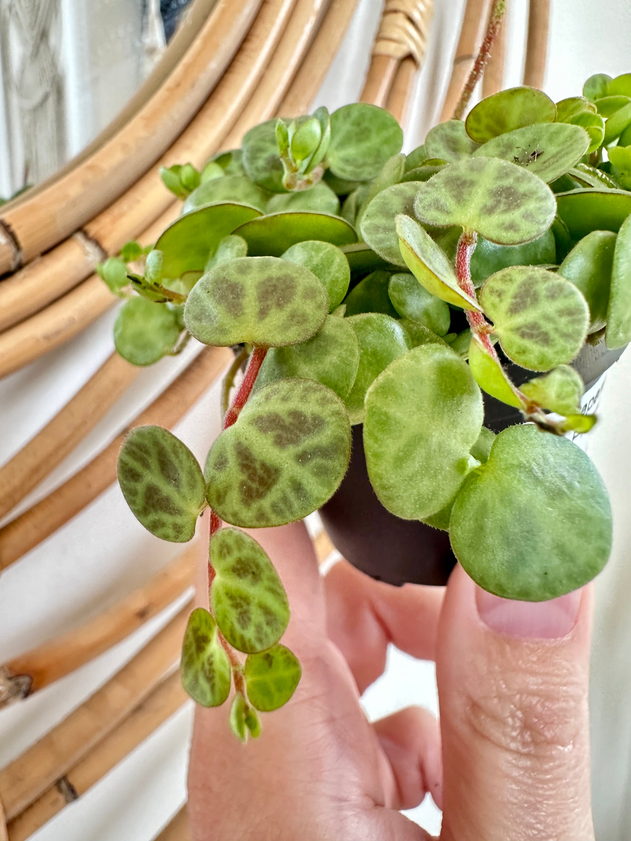 Peperomia Prostrata 'Chaîne de tortues'