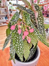 Charger l&#39;image dans la galerie, Begonia maculata &#39;Double dot&#39; 4&quot;
