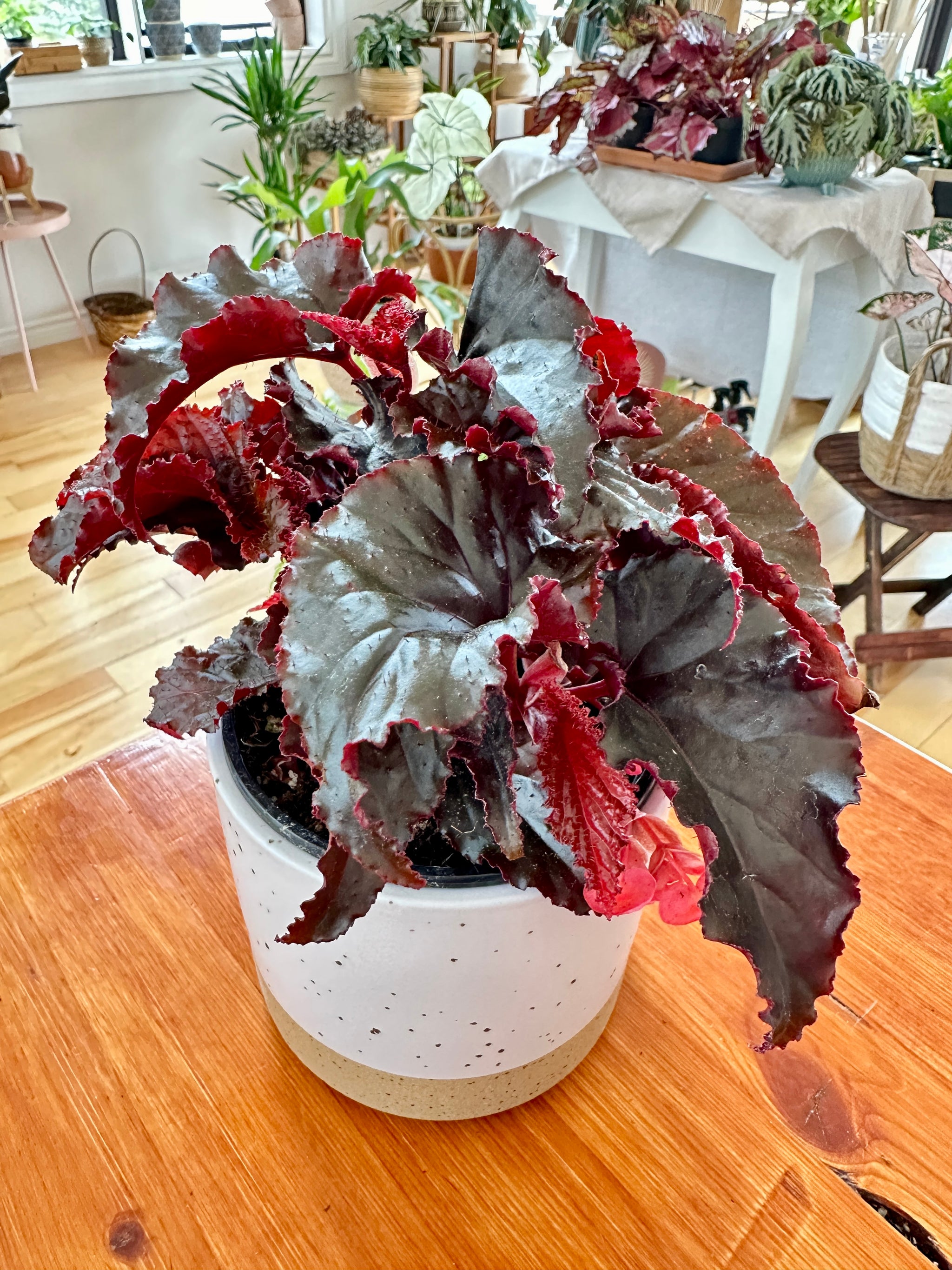 Begonia maculata 'Black magic' 4"