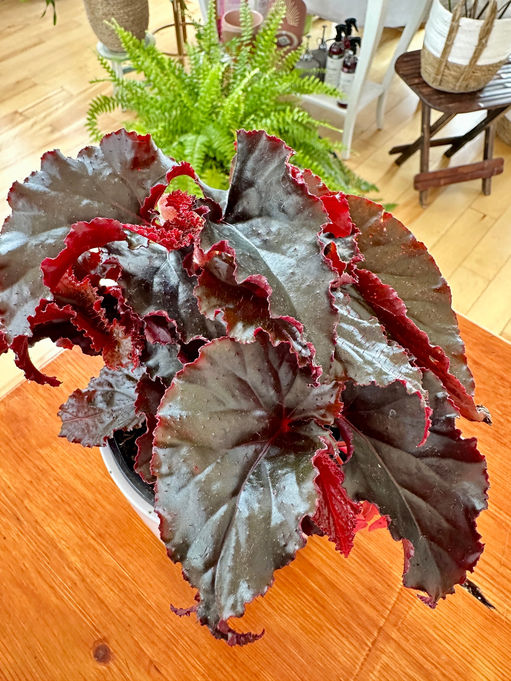 Begonia maculata 'Black magic' 4"