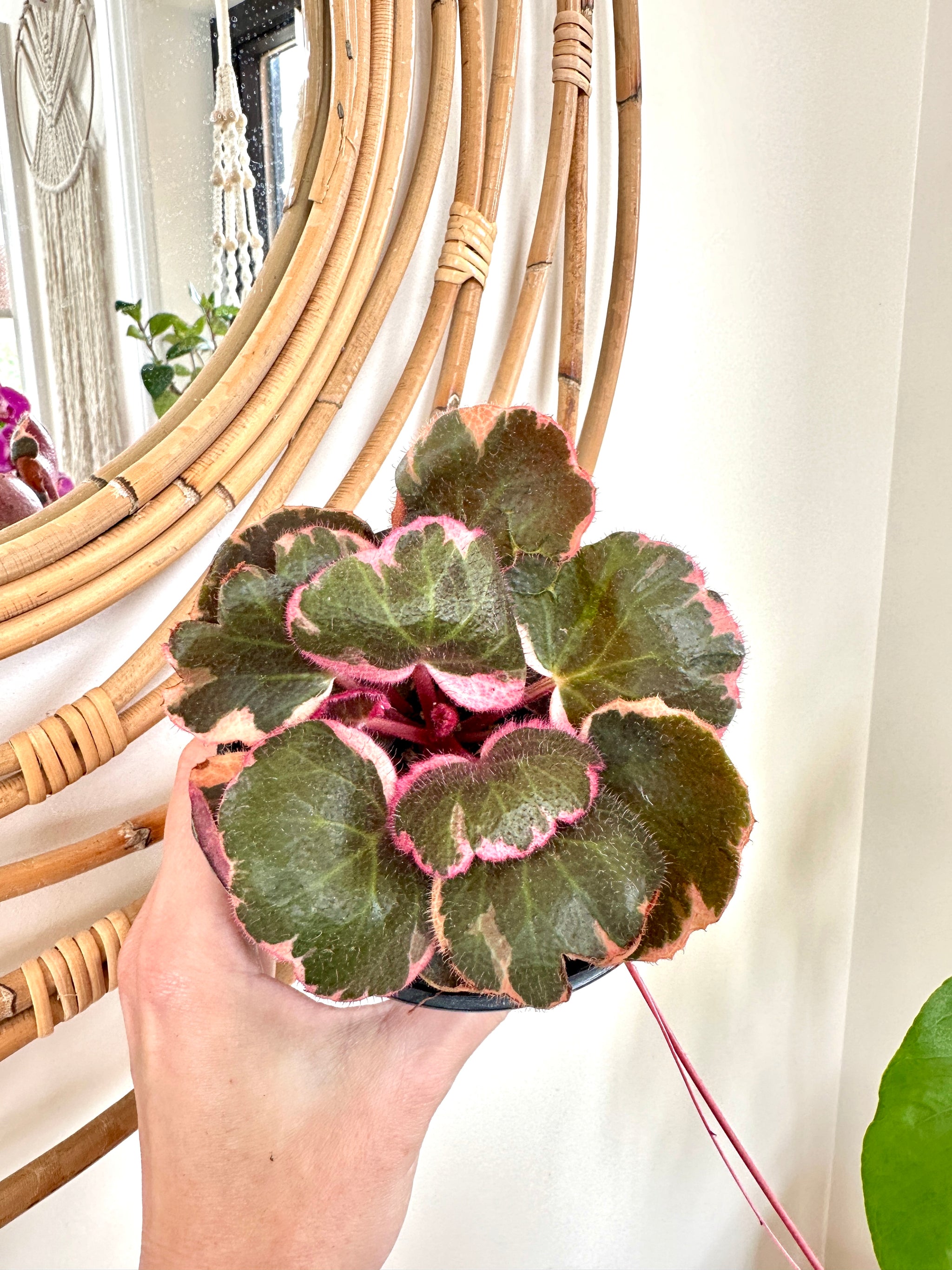 Saxifraga Stolonifera Tricolor 'Strawberry begonia' 4"