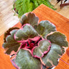 Saxifraga Stolonifera Tricolor 'Strawberry begonia' 4"