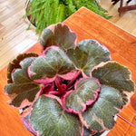 Saxifraga Stolonifera Tricolor 'Strawberry begonia' 4"