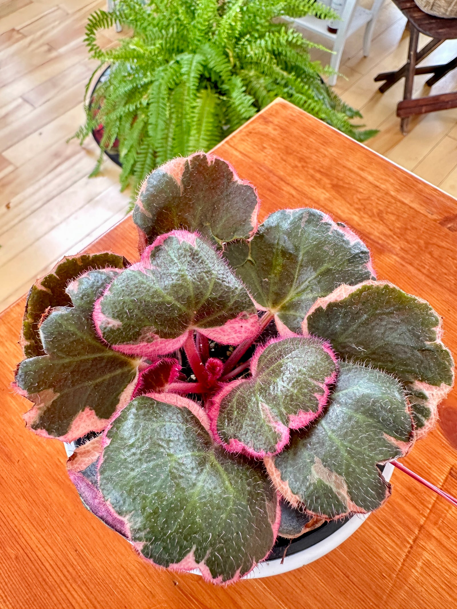 Saxifraga Stolonifera Tricolor 'Strawberry begonia' 4"