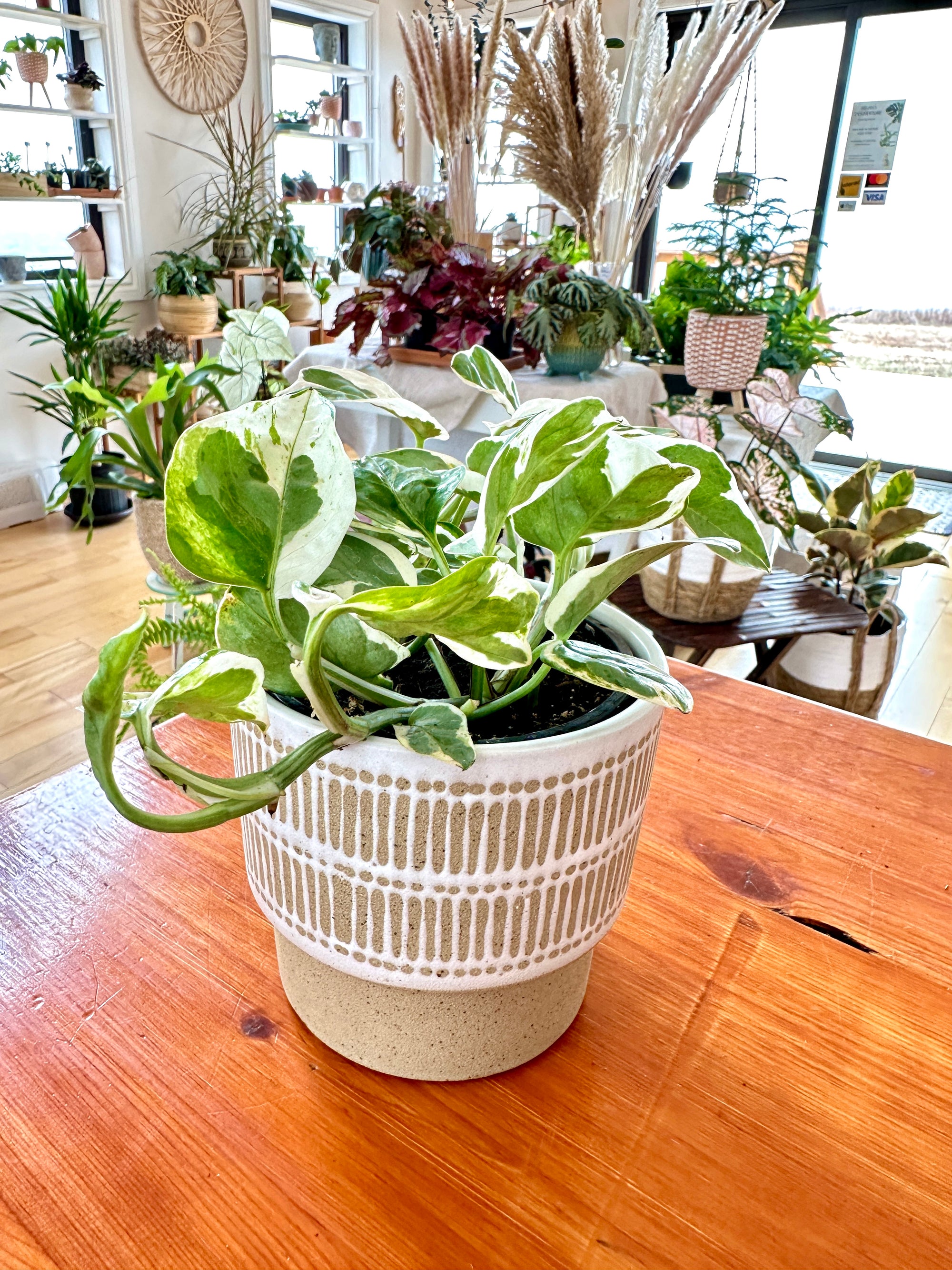 Epipremnum Aureum 'Pearls and Jade'