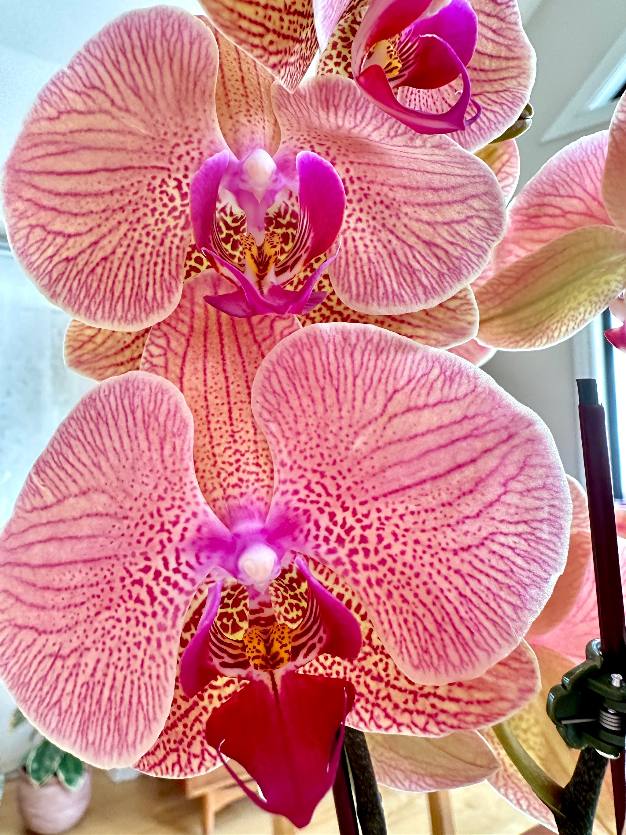 Phalaenopsis/Orchid/Orchid 5"