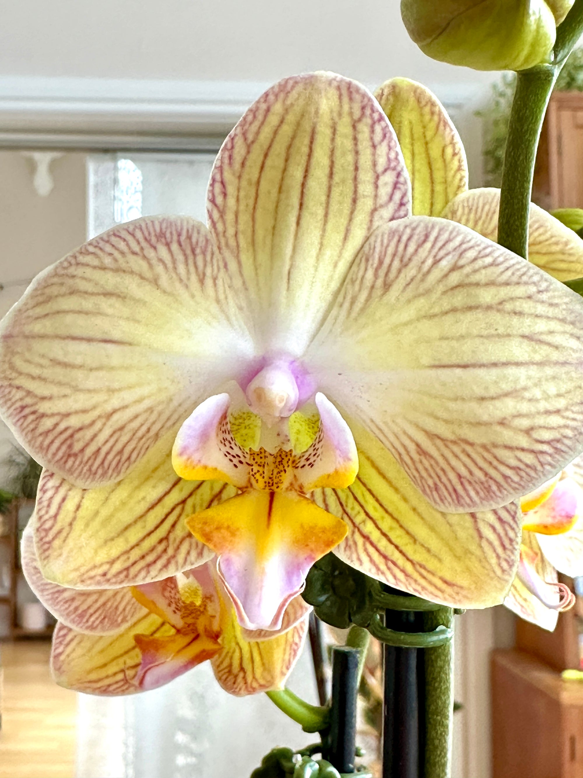 Phalaénopsis 'Orchidée' 5"