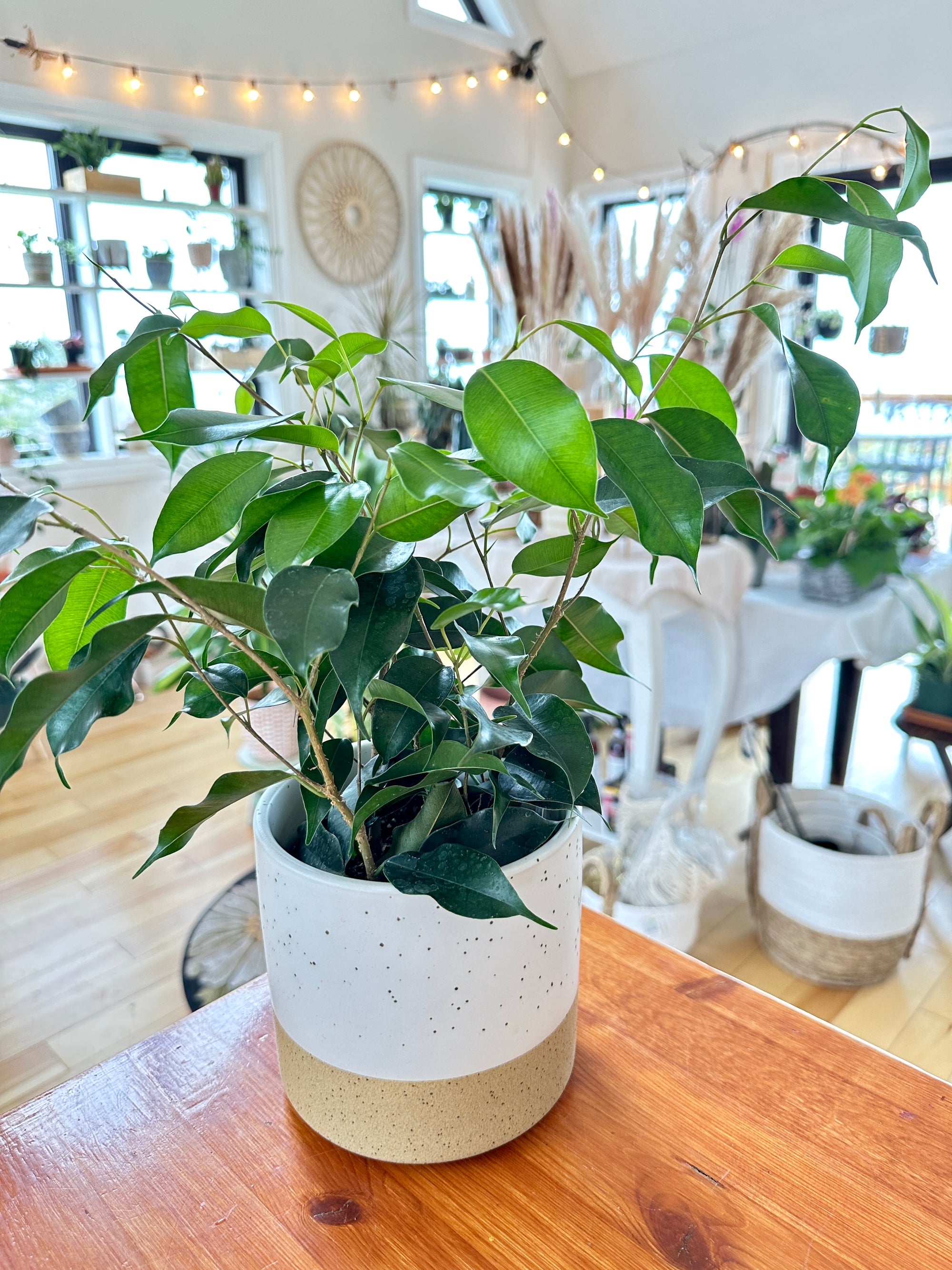 Ficus Benjamina