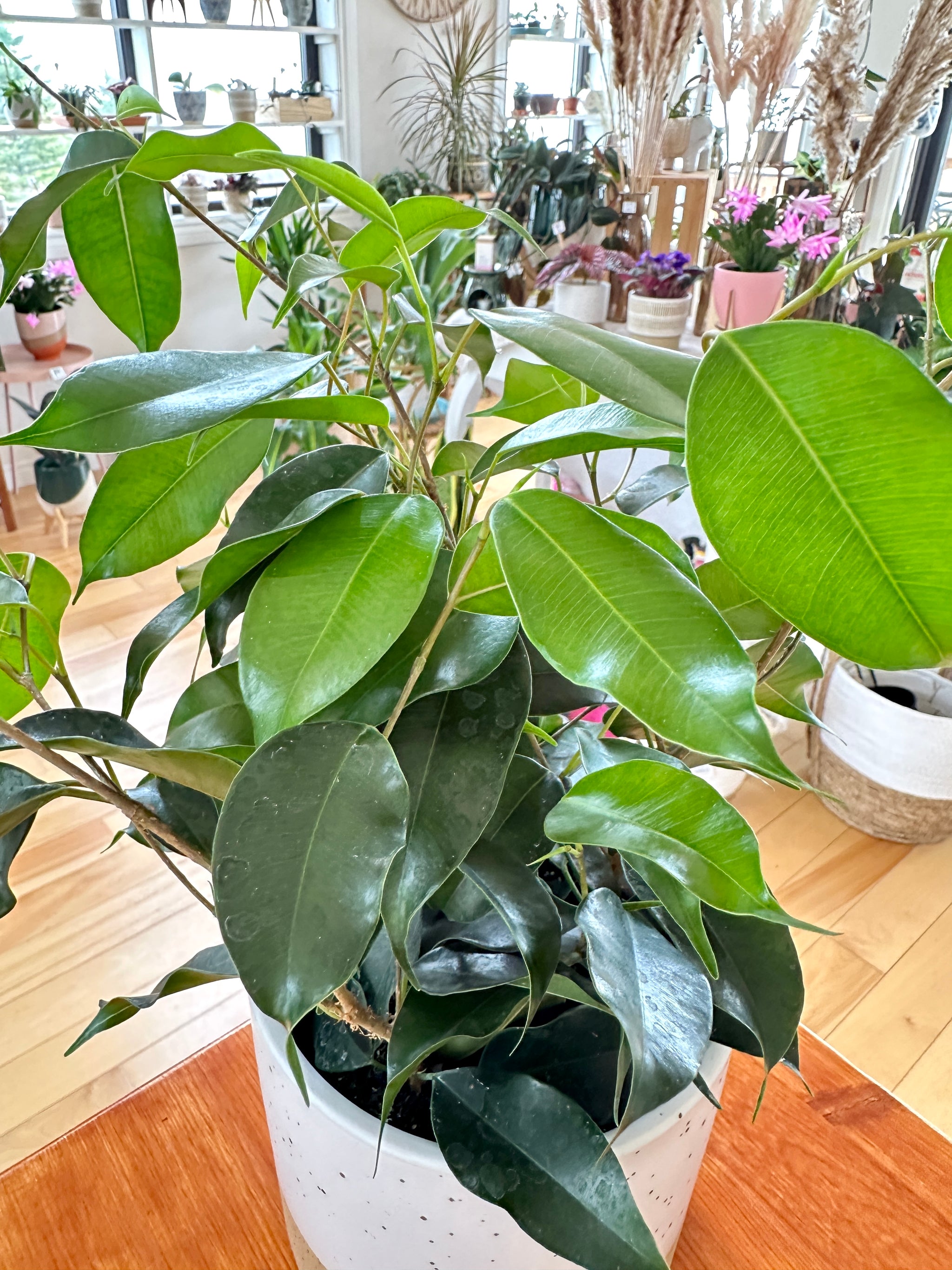 Ficus Benjamina