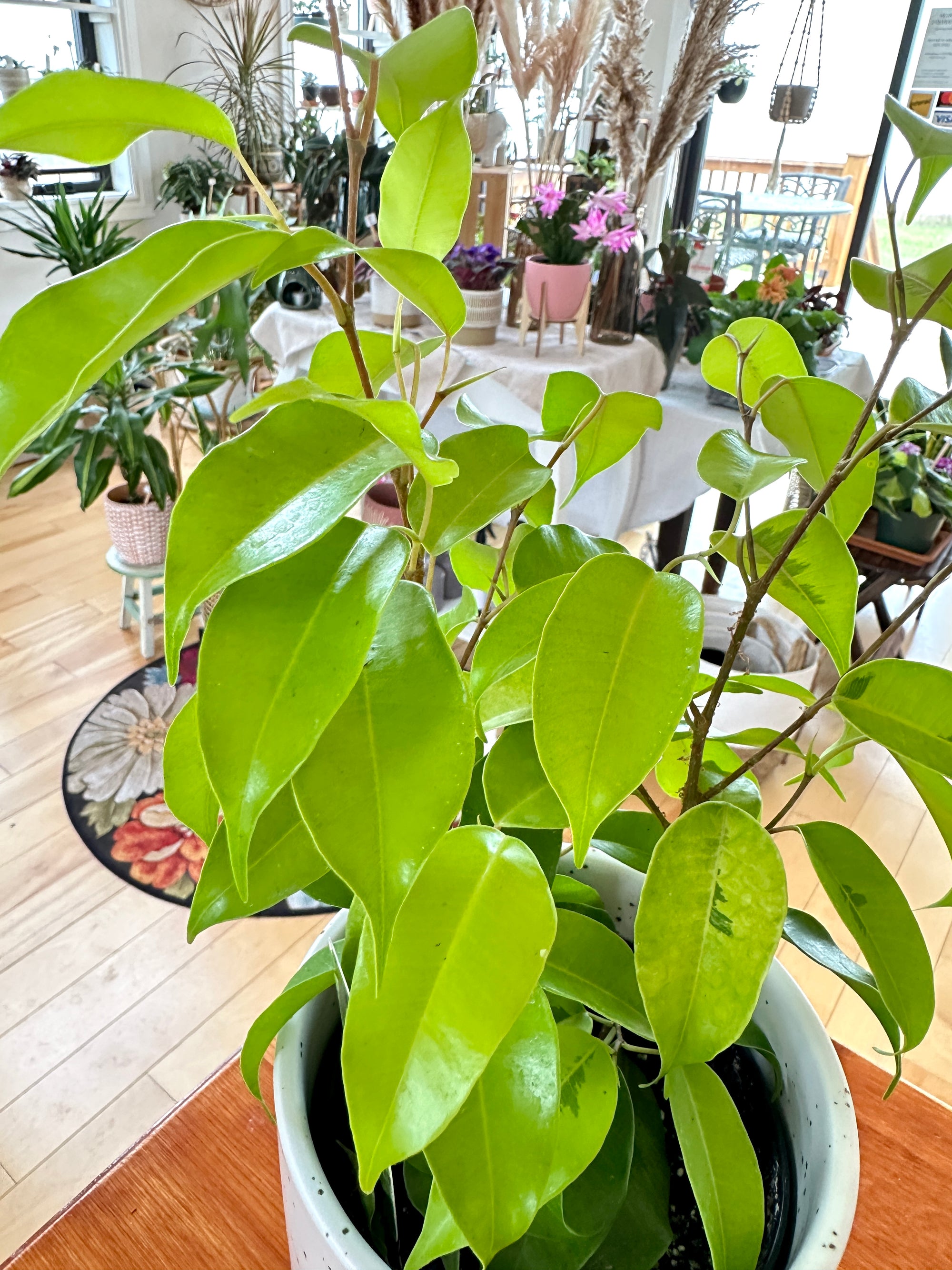 Ficus Benjamina