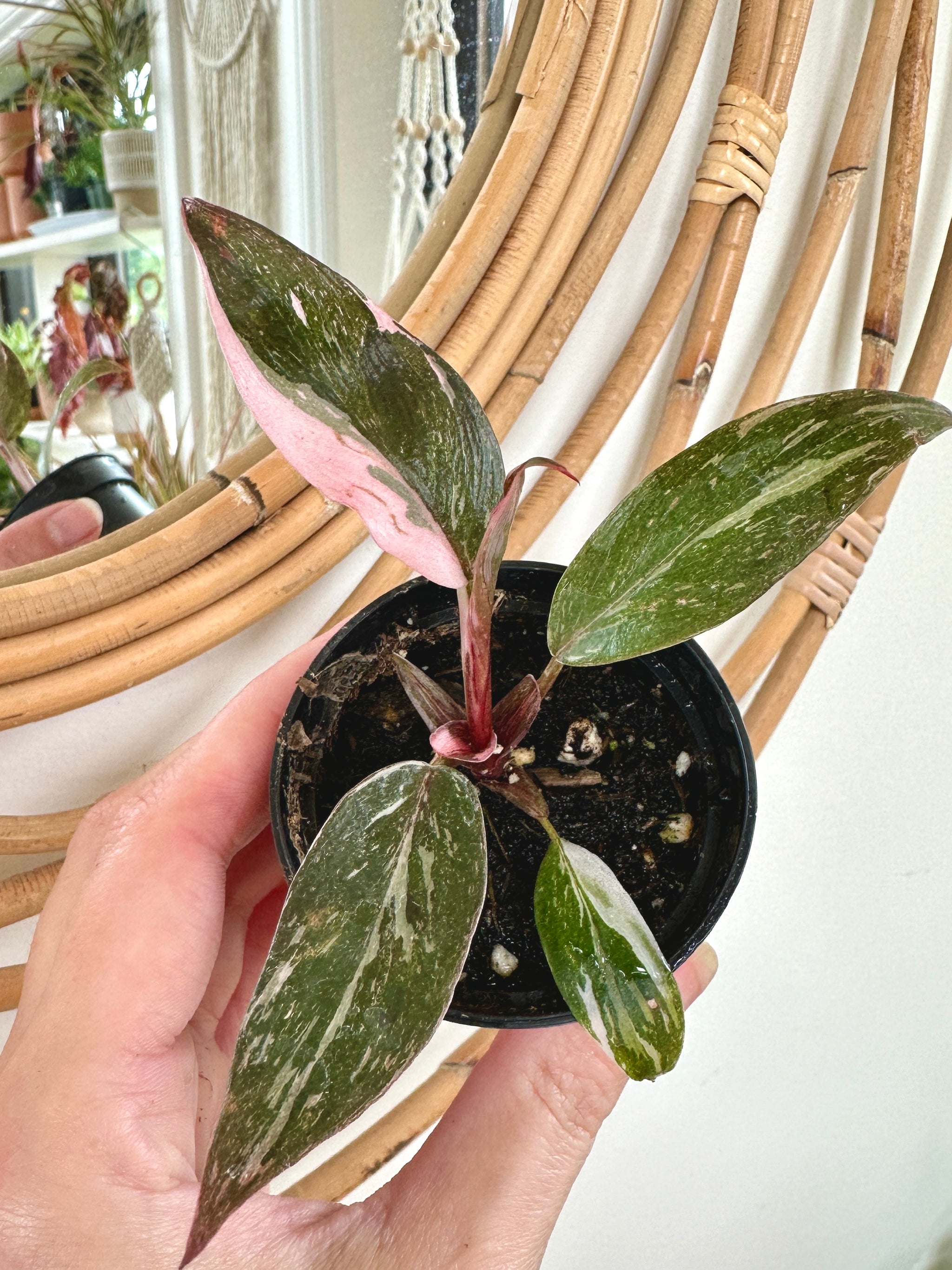 Philodendron erubescens 'Pink Princess'