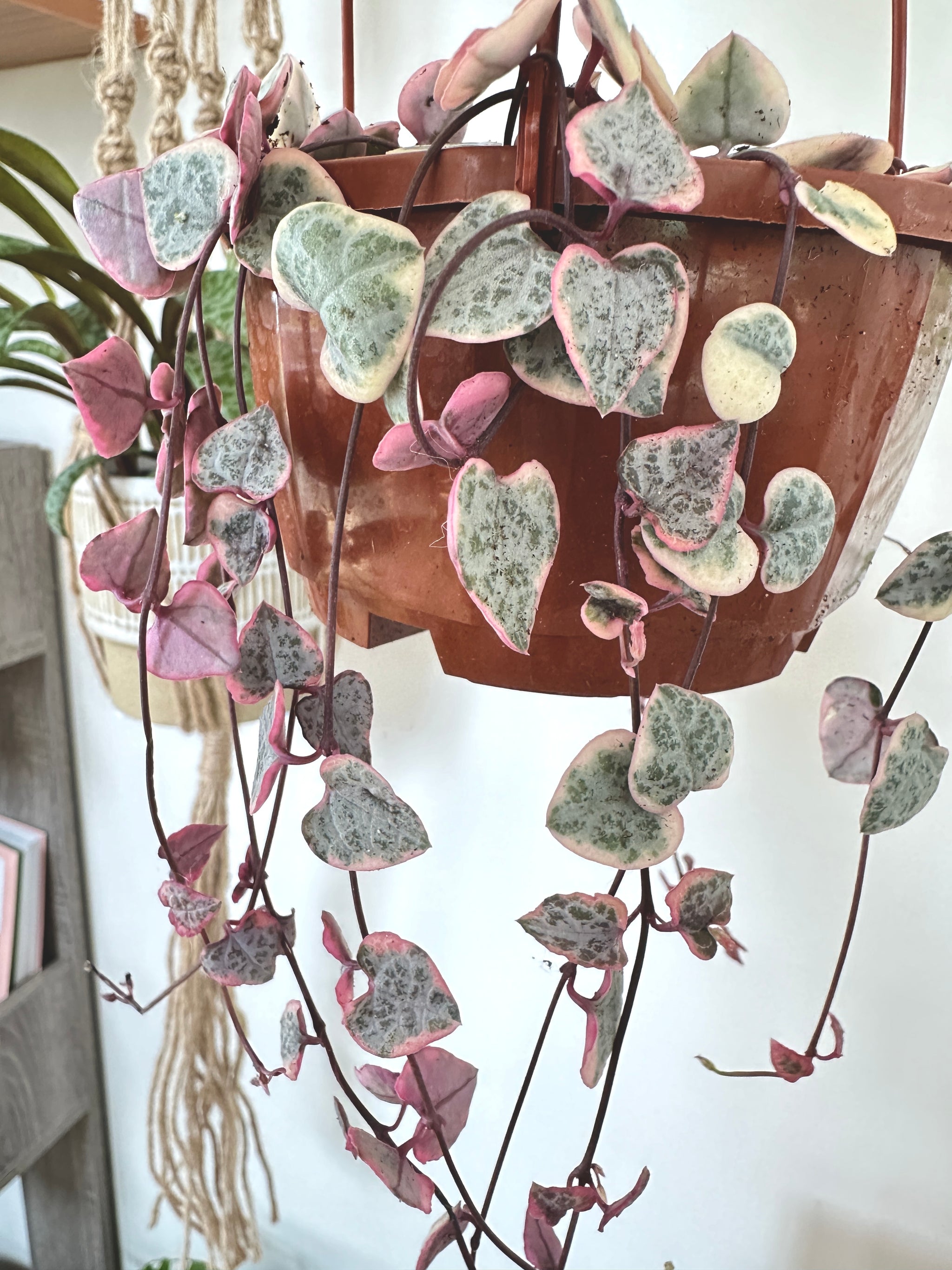 Ceropegia woodii var. 'String of hearts'