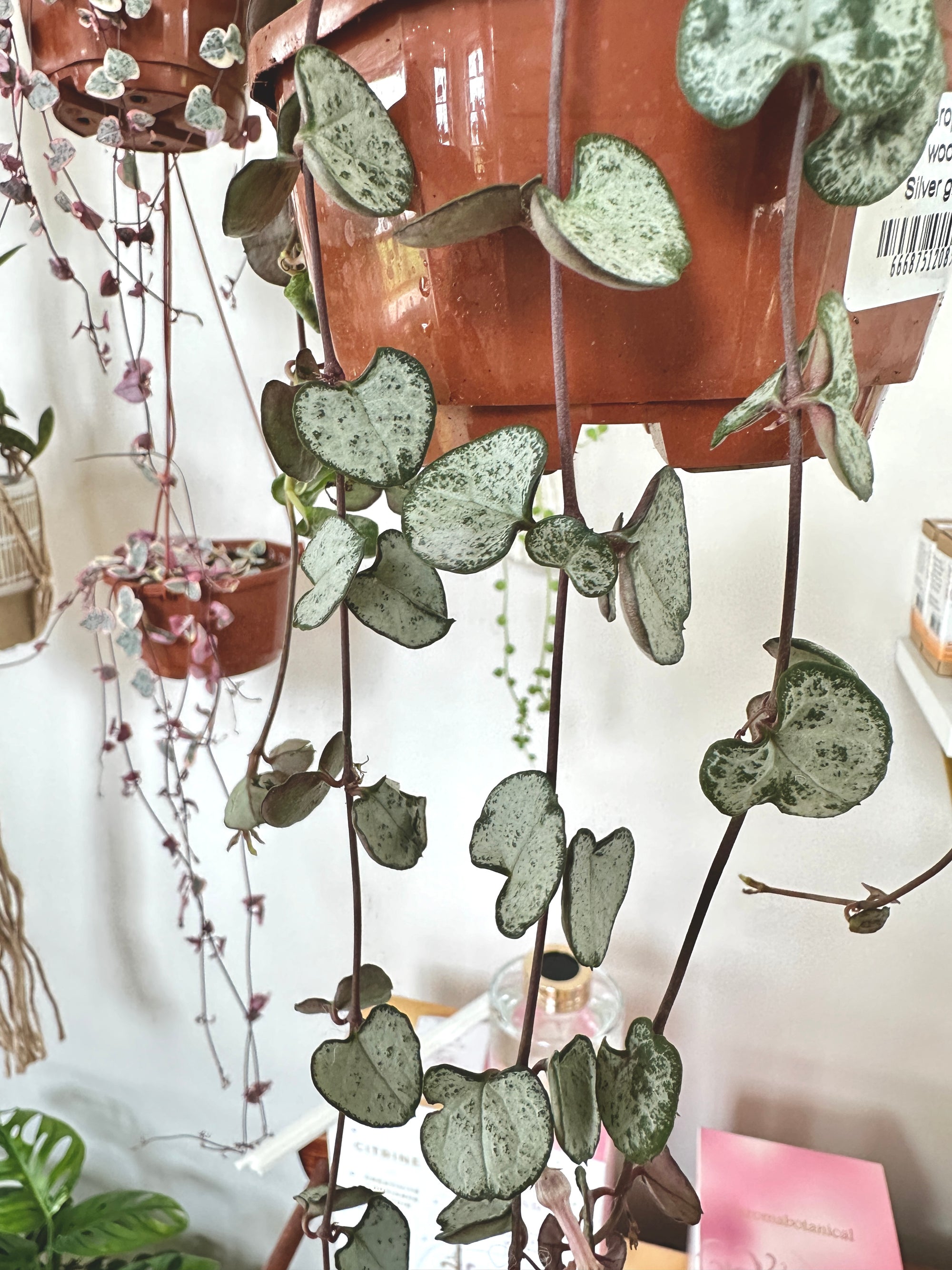 Ceropegia woodii 'Silver Glory'