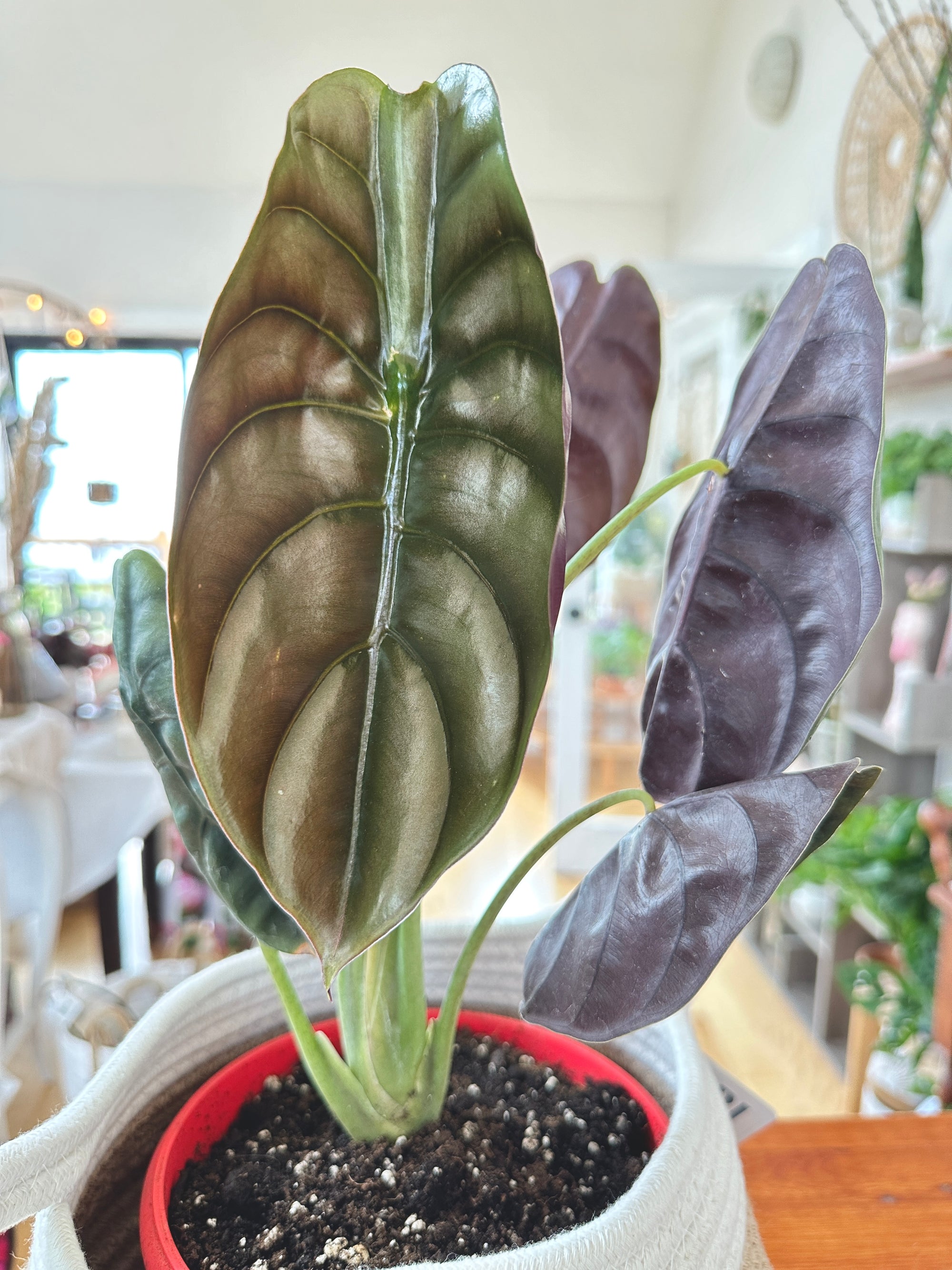 Alocasia 'Cuprea'