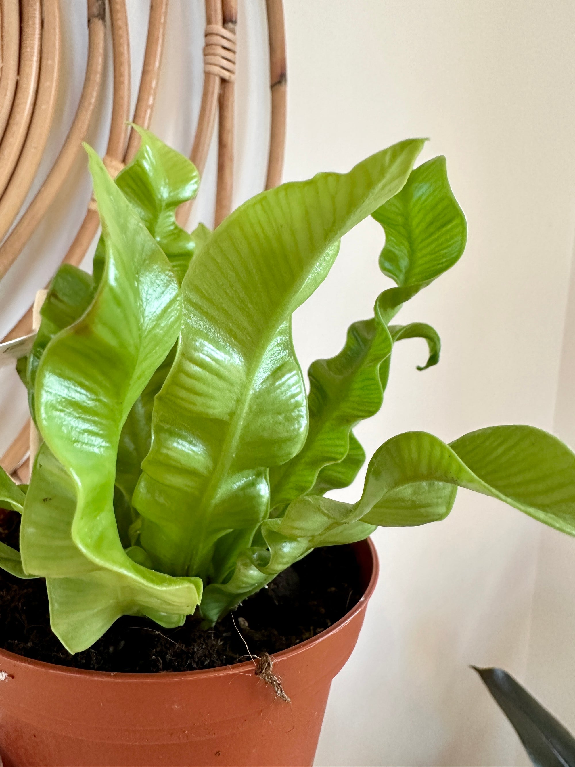 Asplenium nidus 'Crispy wave'