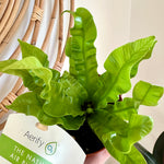 Asplenium nidus 'Crispy wave'