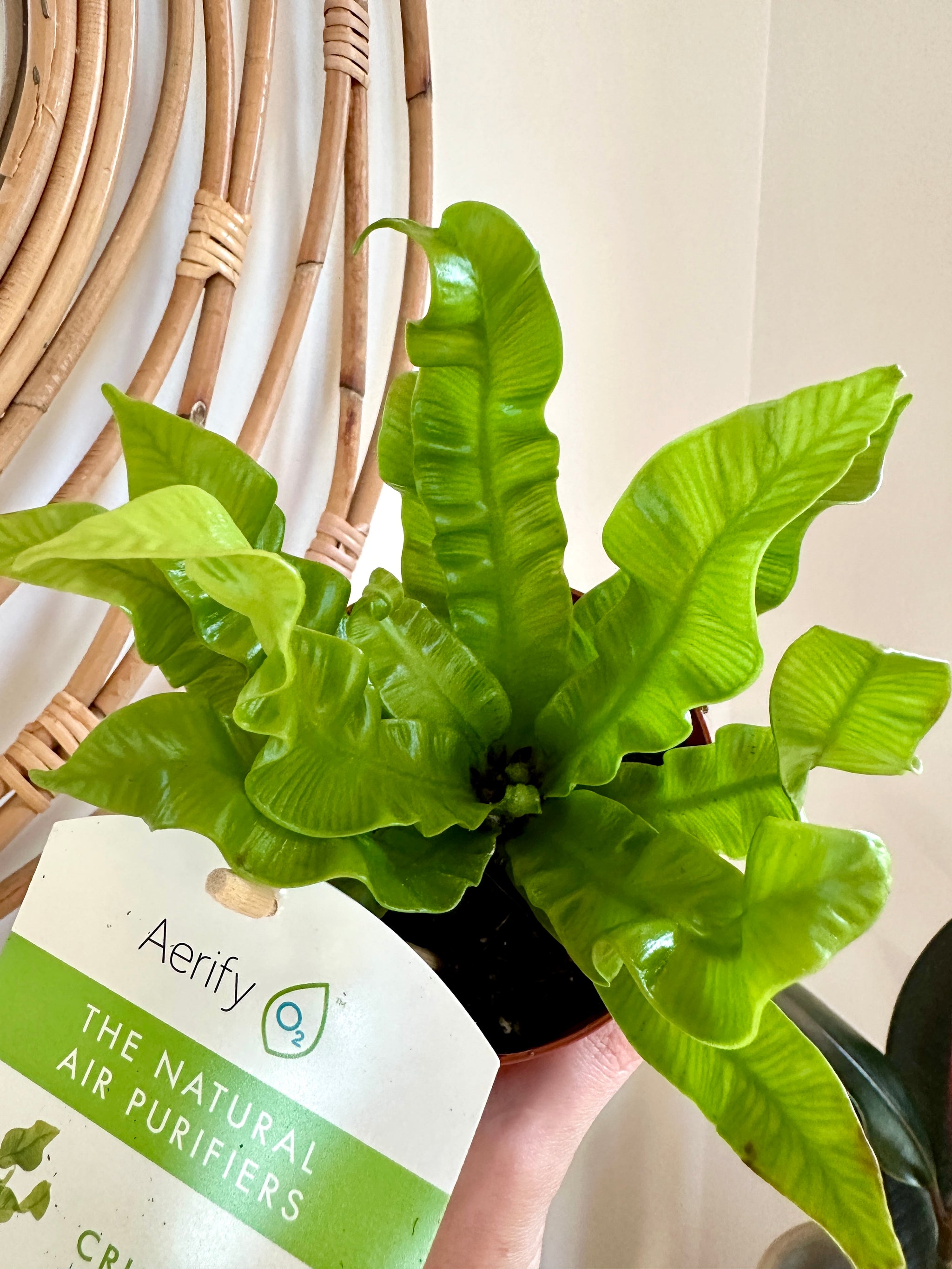 Asplenium nidus 'Crispy wave'