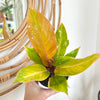 Philodendron Prince of Orange