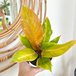 Philodendron Prince of Orange