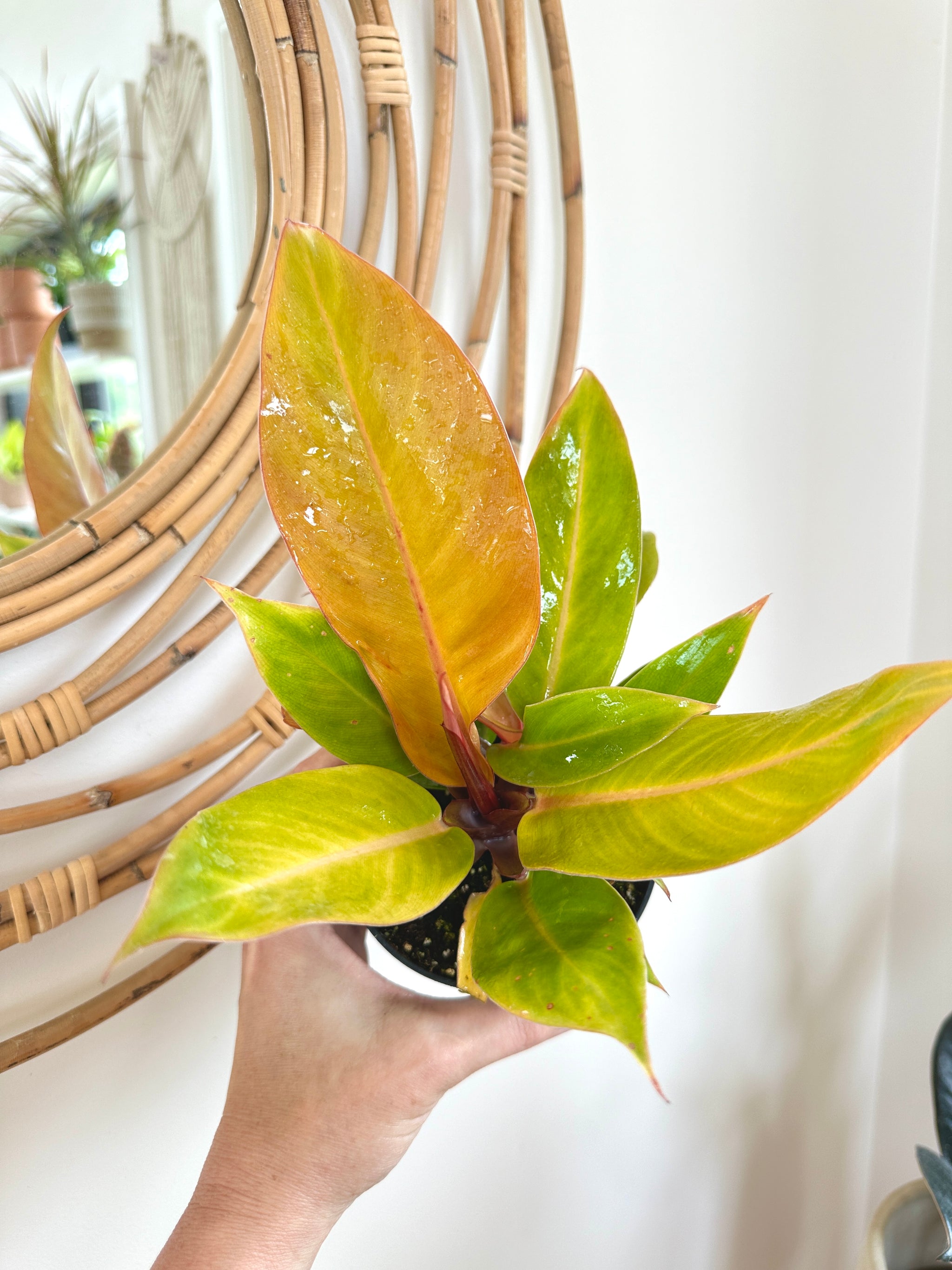 Philodendron Prince of Orange